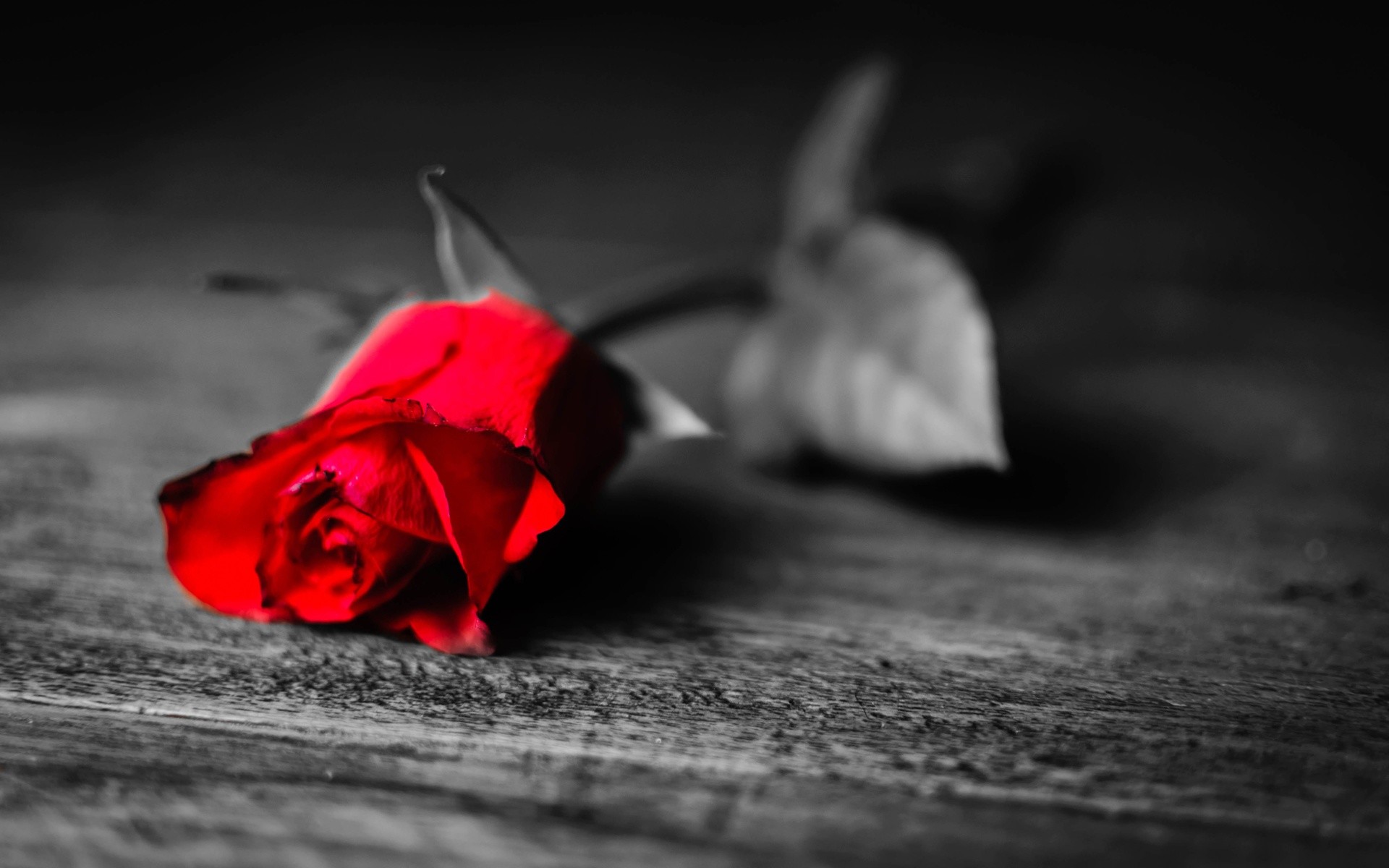 1920x1200 Red Rose Black And White wallpaper