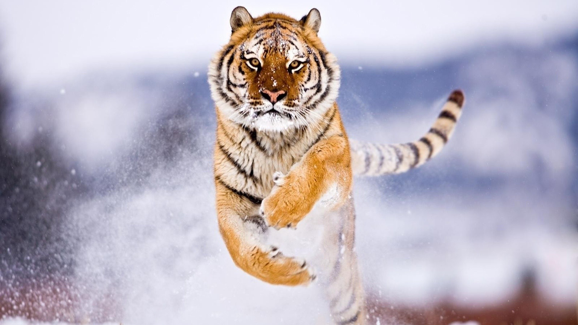 1920x1080 tiger, Snow, Attack, Animals Wallpapers HD / Desktop and Mobile Backgrounds