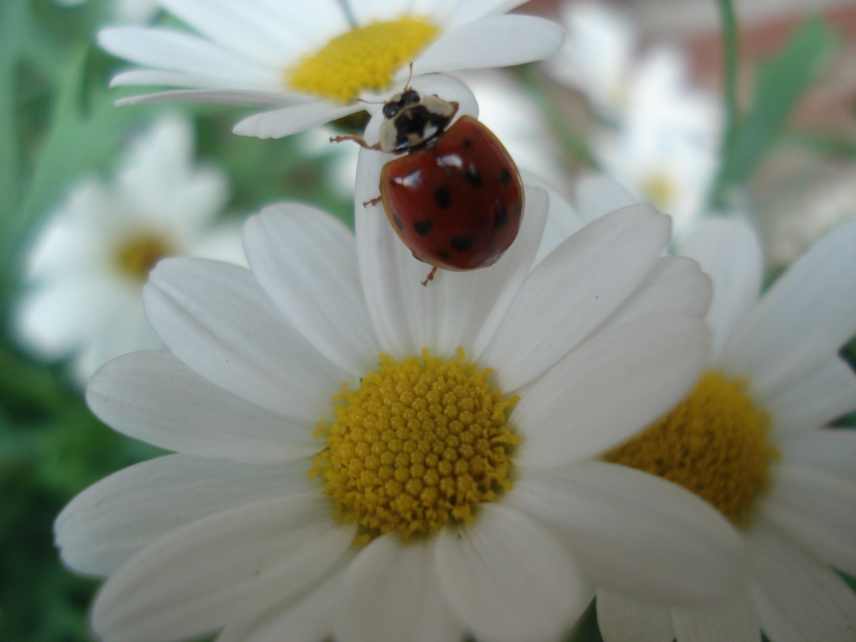 2816x2112 spotted ladybug and white daisy flower