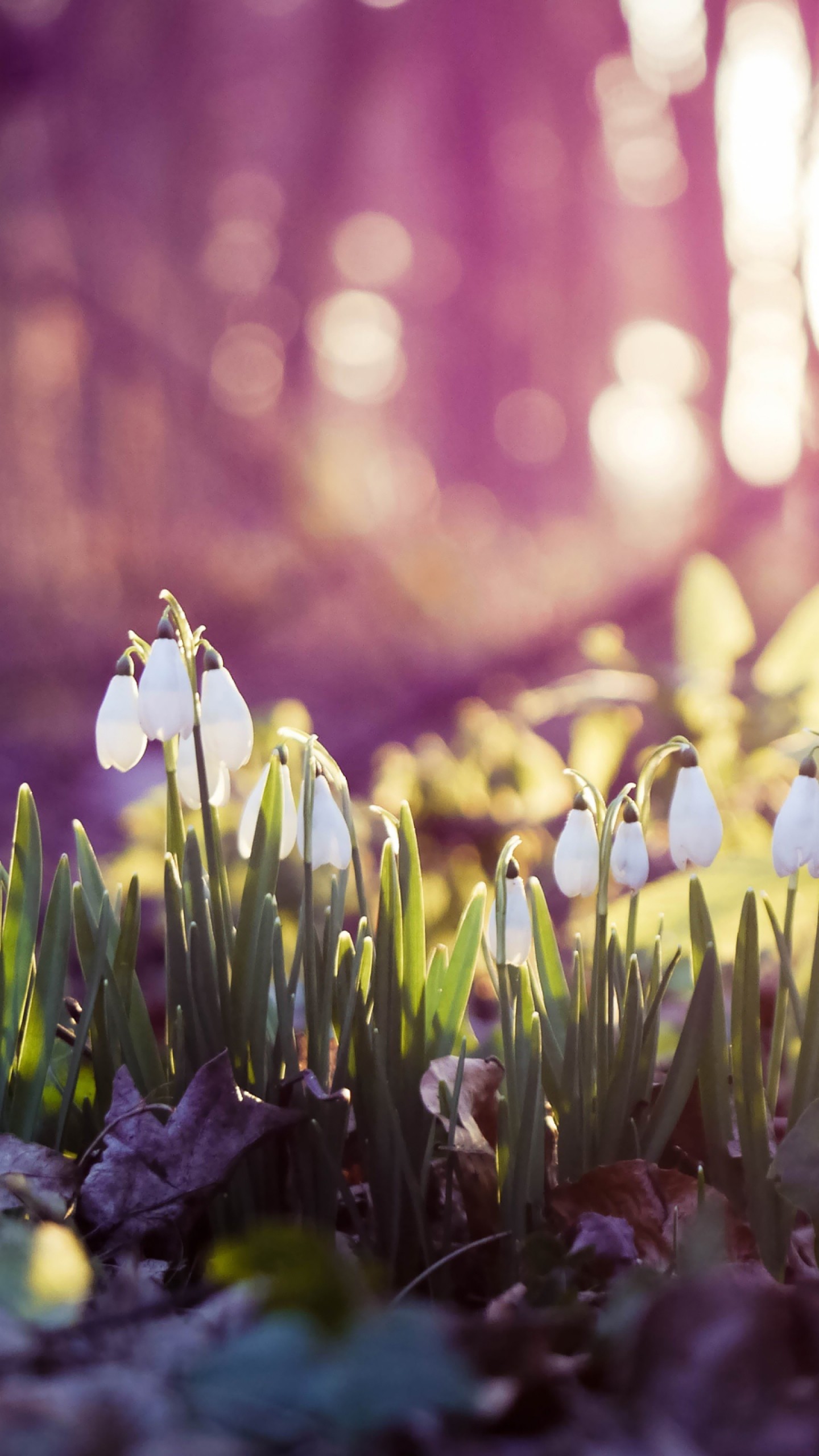 1440x2560 Preview wallpaper spring, snowdrops, flowers, wood, first 