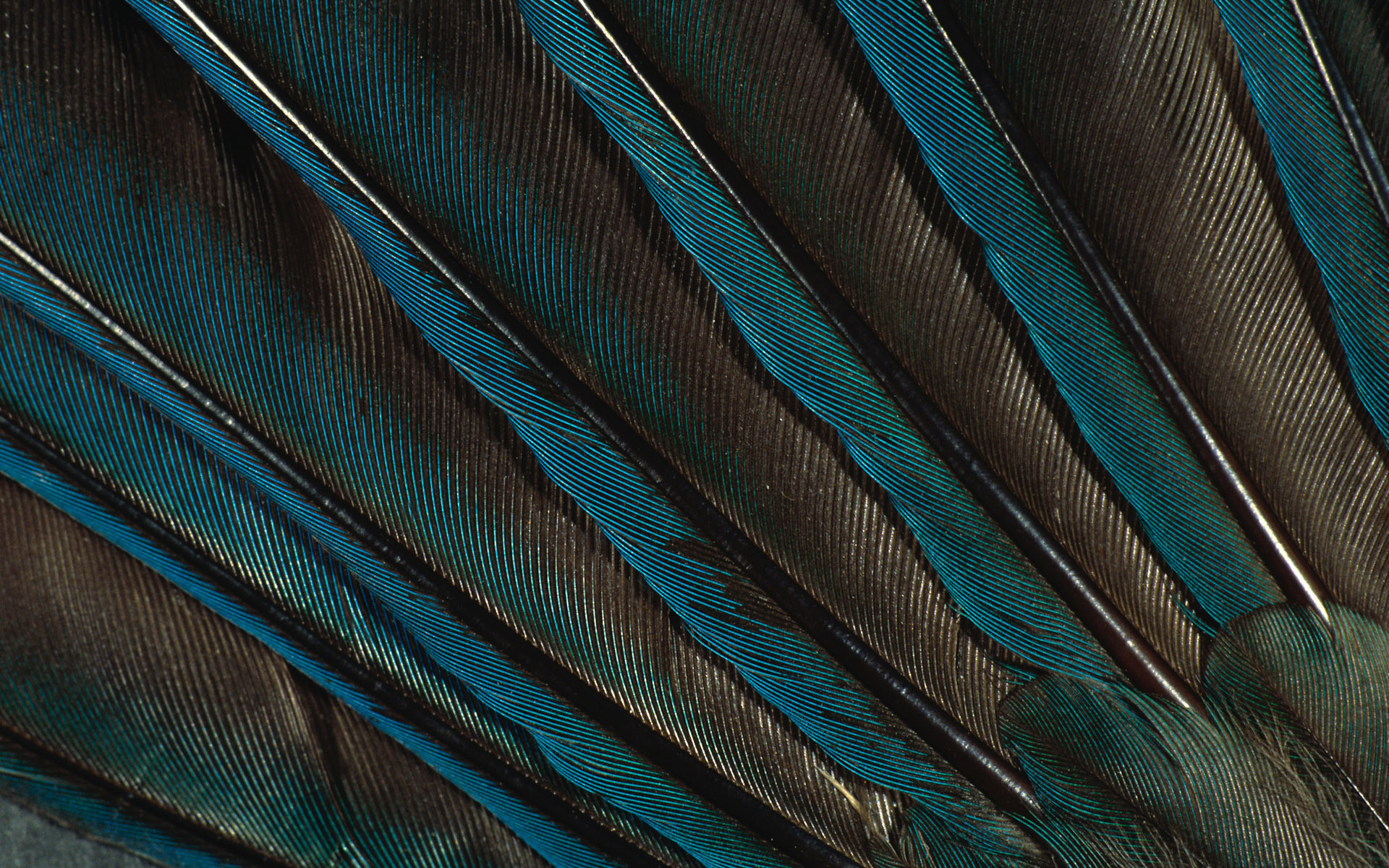 1920x1200 peacock feather texture - Pesquisa Google