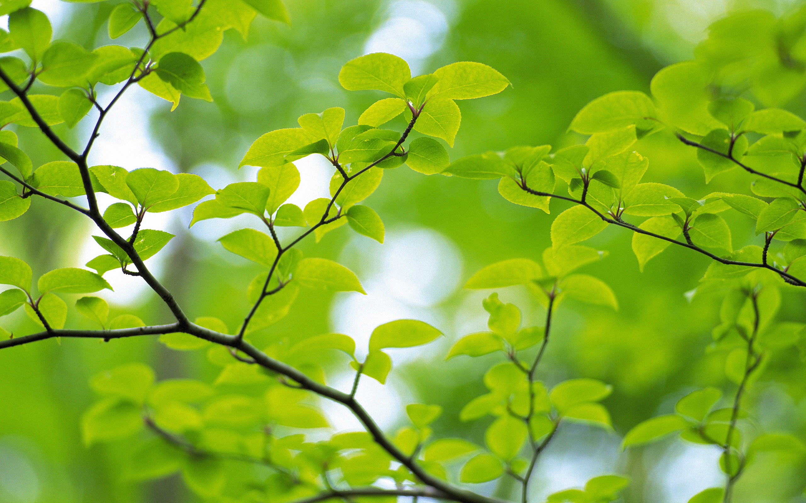 2560x1600 Green Leaves Wallpapers ...