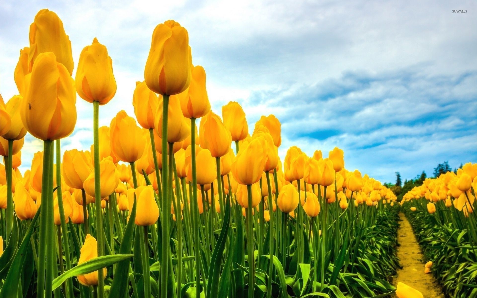 1920x1200 Field of yellow tulips wallpaper  jpg
