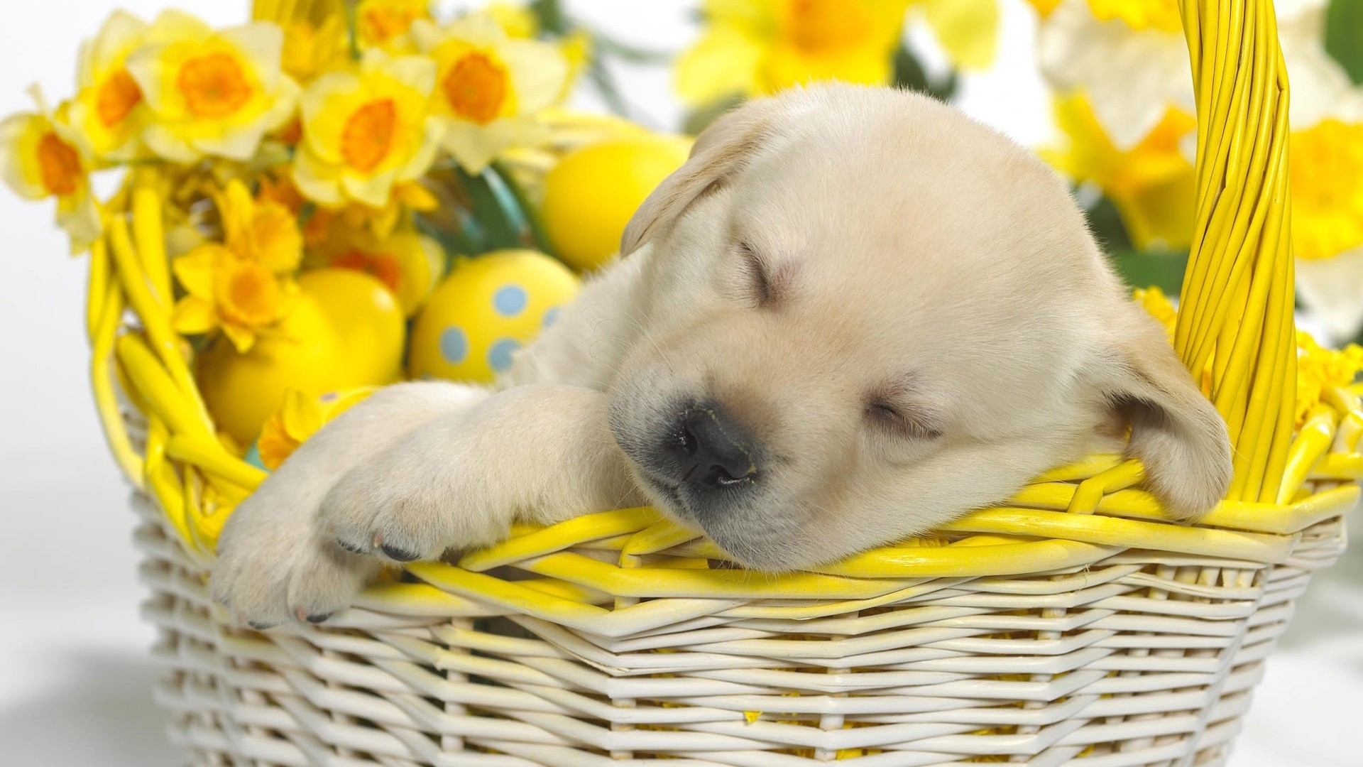 1920x1080  Wallpaper puppy, easter, basket, dream, flowers