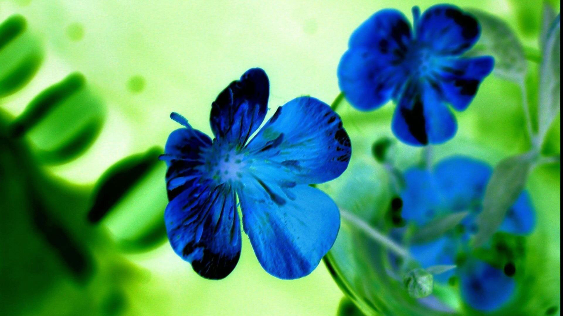 1920x1080 hd pics photos flowers blue green desktop background wallpaper