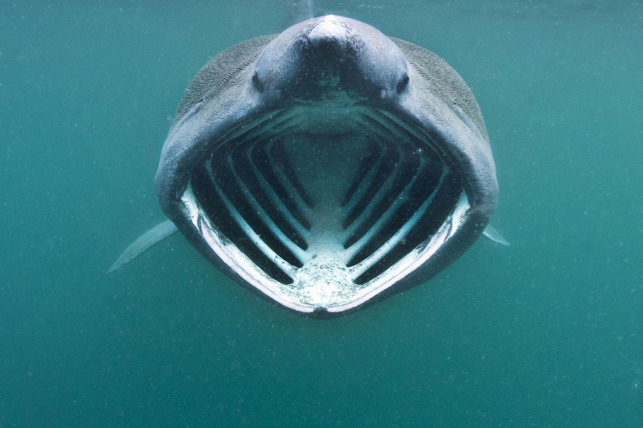 2197x1463 Basking shark jaws photo