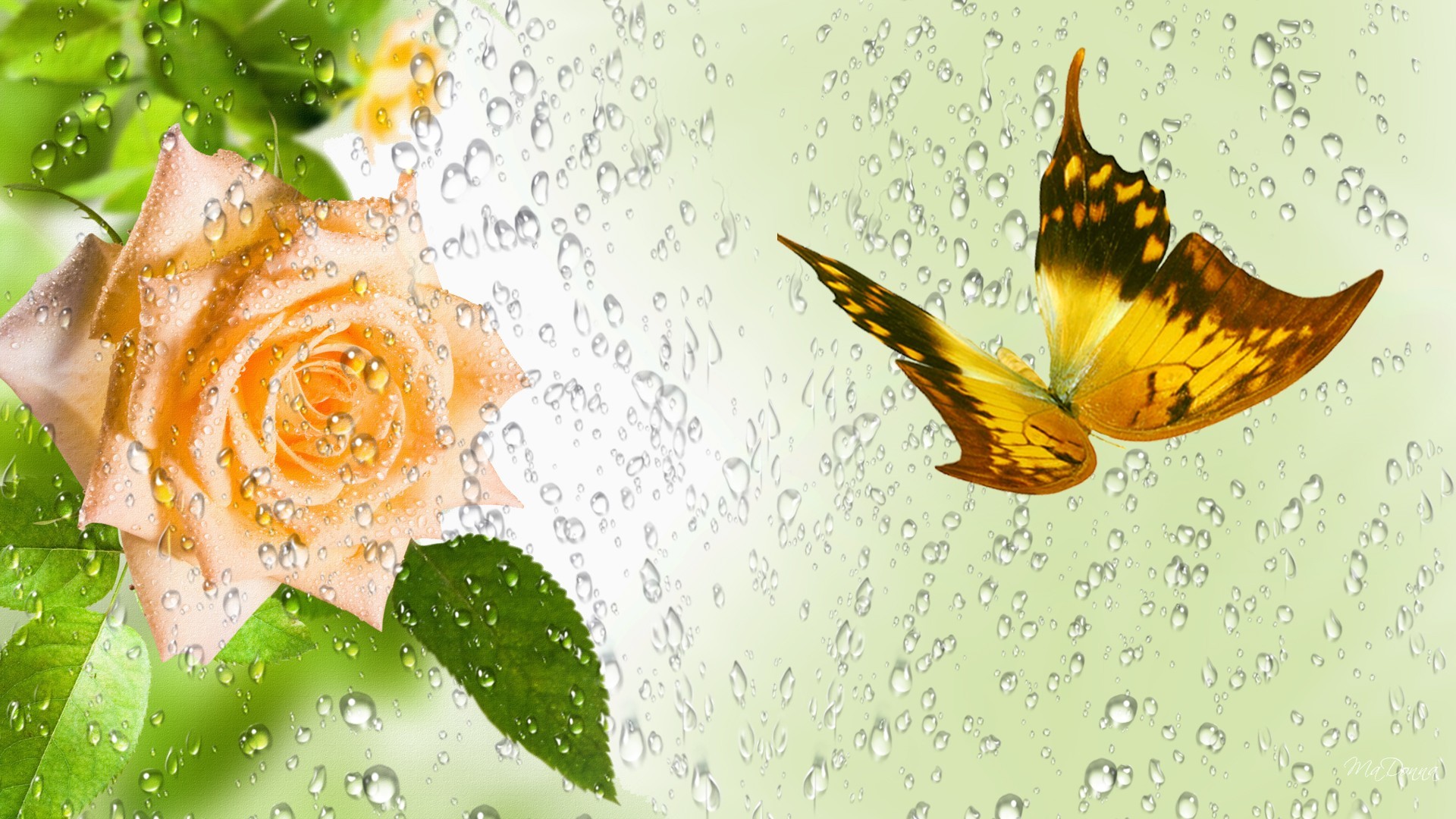 1920x1080 Raindrops On Flowers Wallpaper Desktop