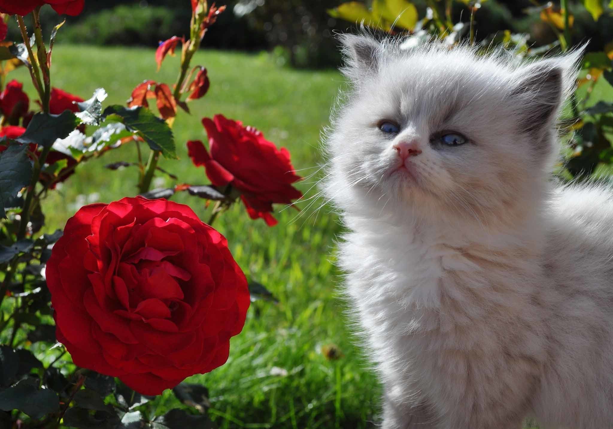 2048x1432 Fluffy kitten cat with red rose hd wallpaper