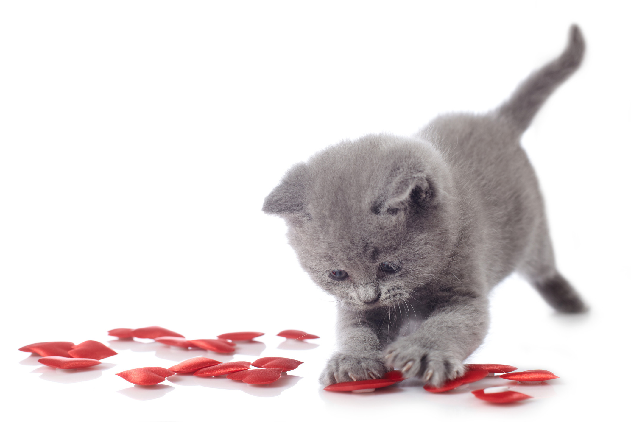 2119x1417 Valentine's Day Tips from Pet Poison Helpline | Pet Poison .