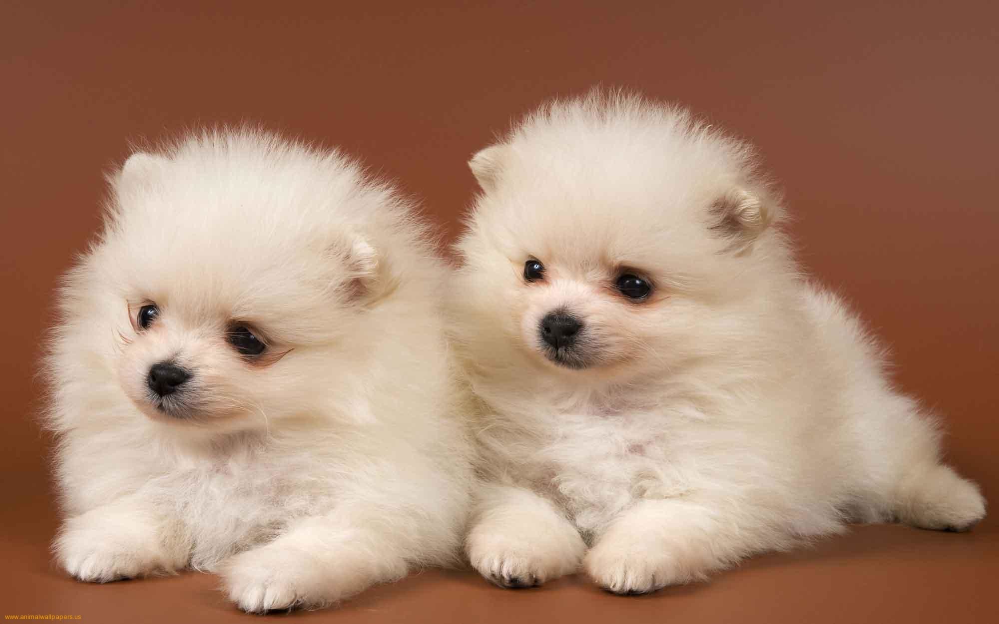 2000x1250 Awesome Cute Puppy HD Wallpaper Pack 91 | Free Download ...