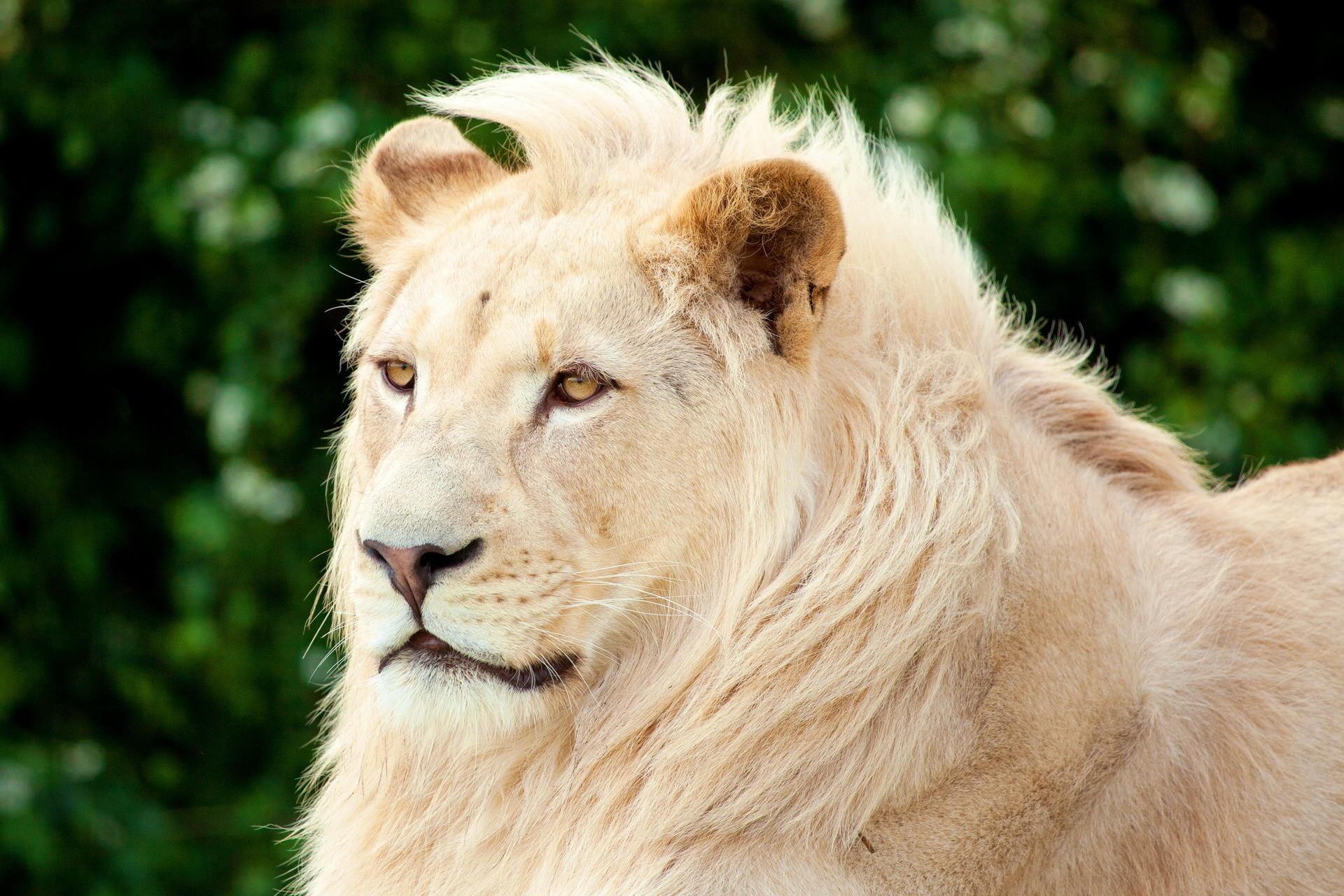 1920x1280 White Lion Closeup Wallpaper – White Lion Face Closeup