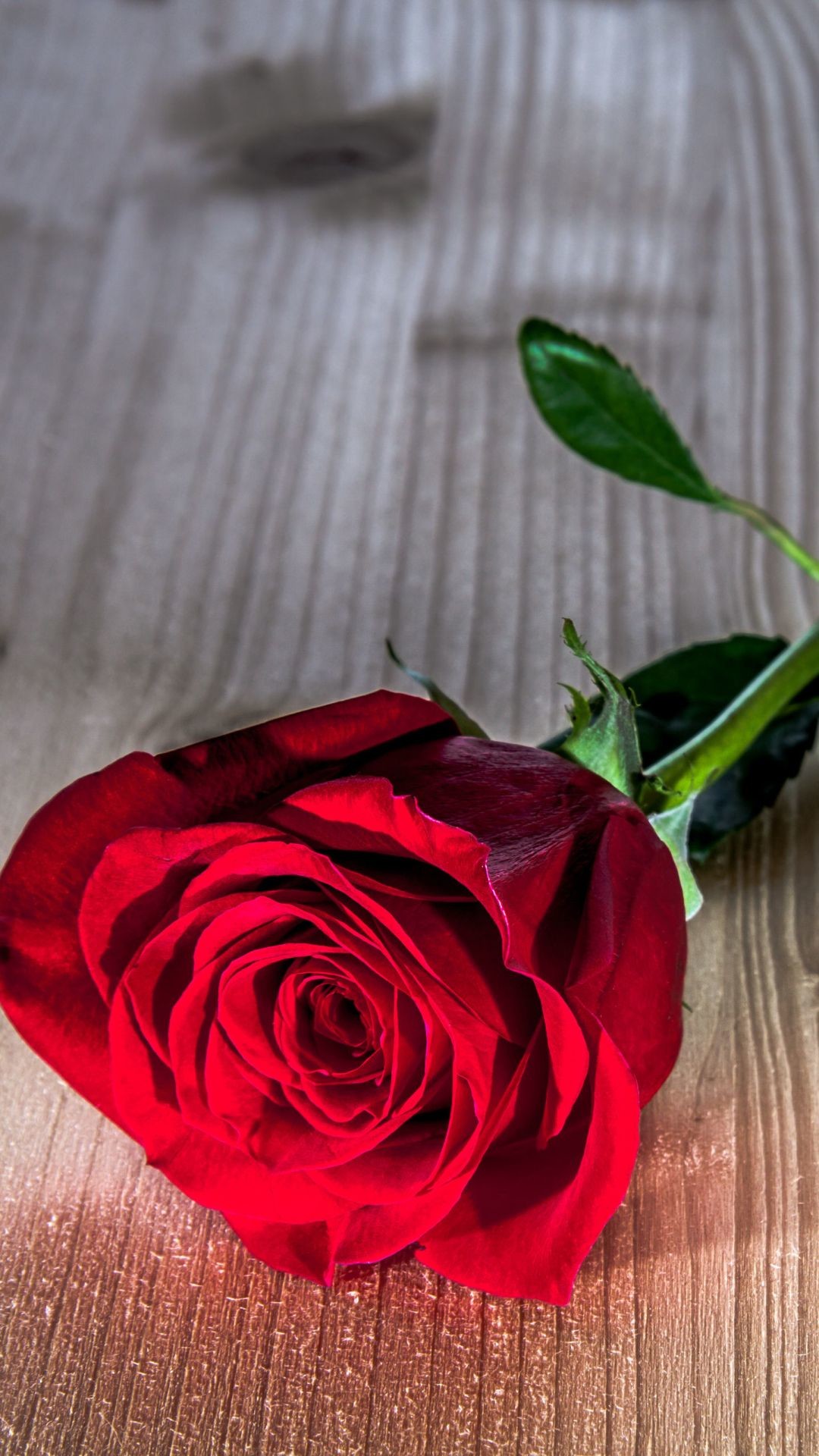 1080x1920  Rose Wallpapers IPhone Group (73+)">