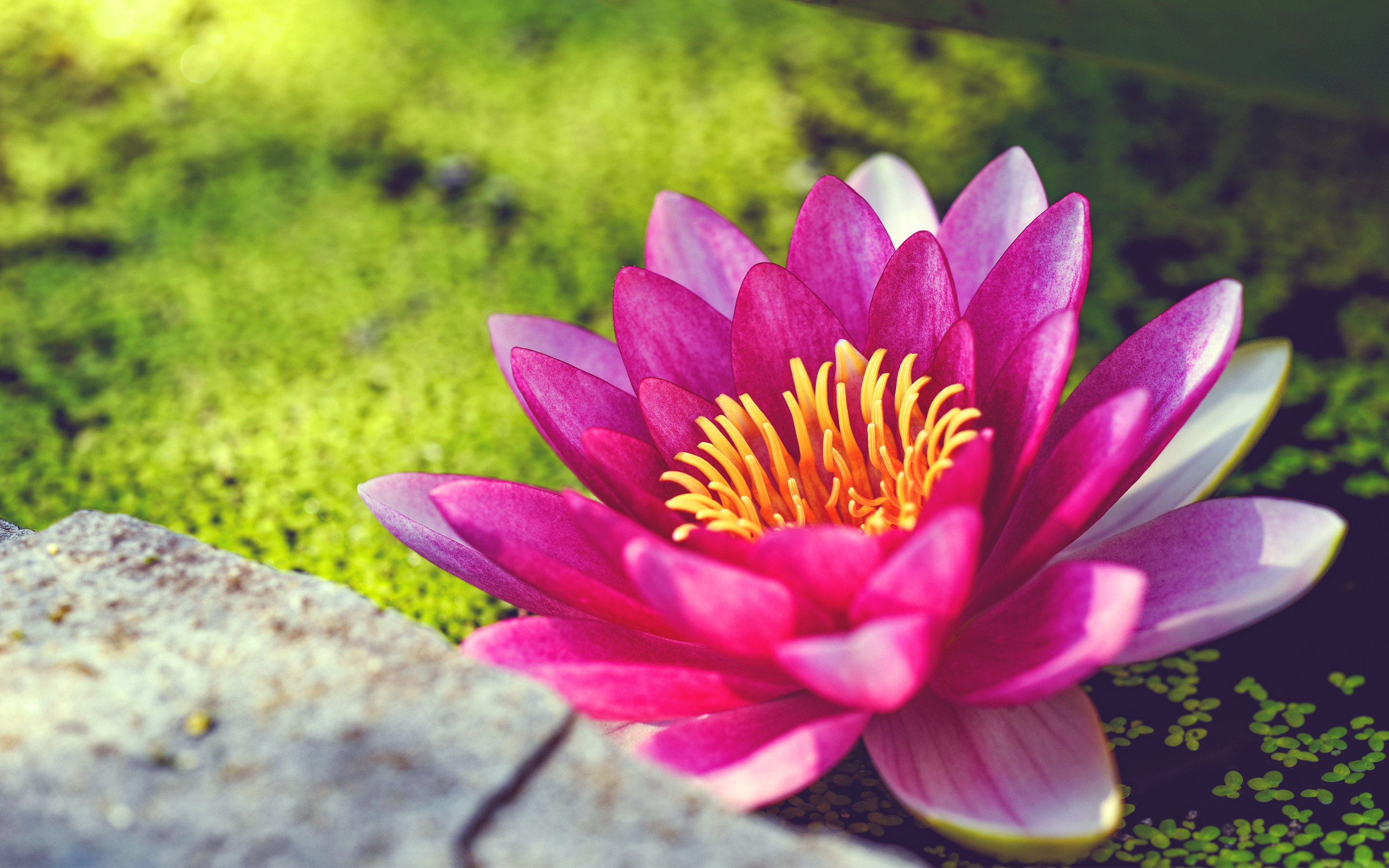 2880x1800 Pink Water Lily Flower
