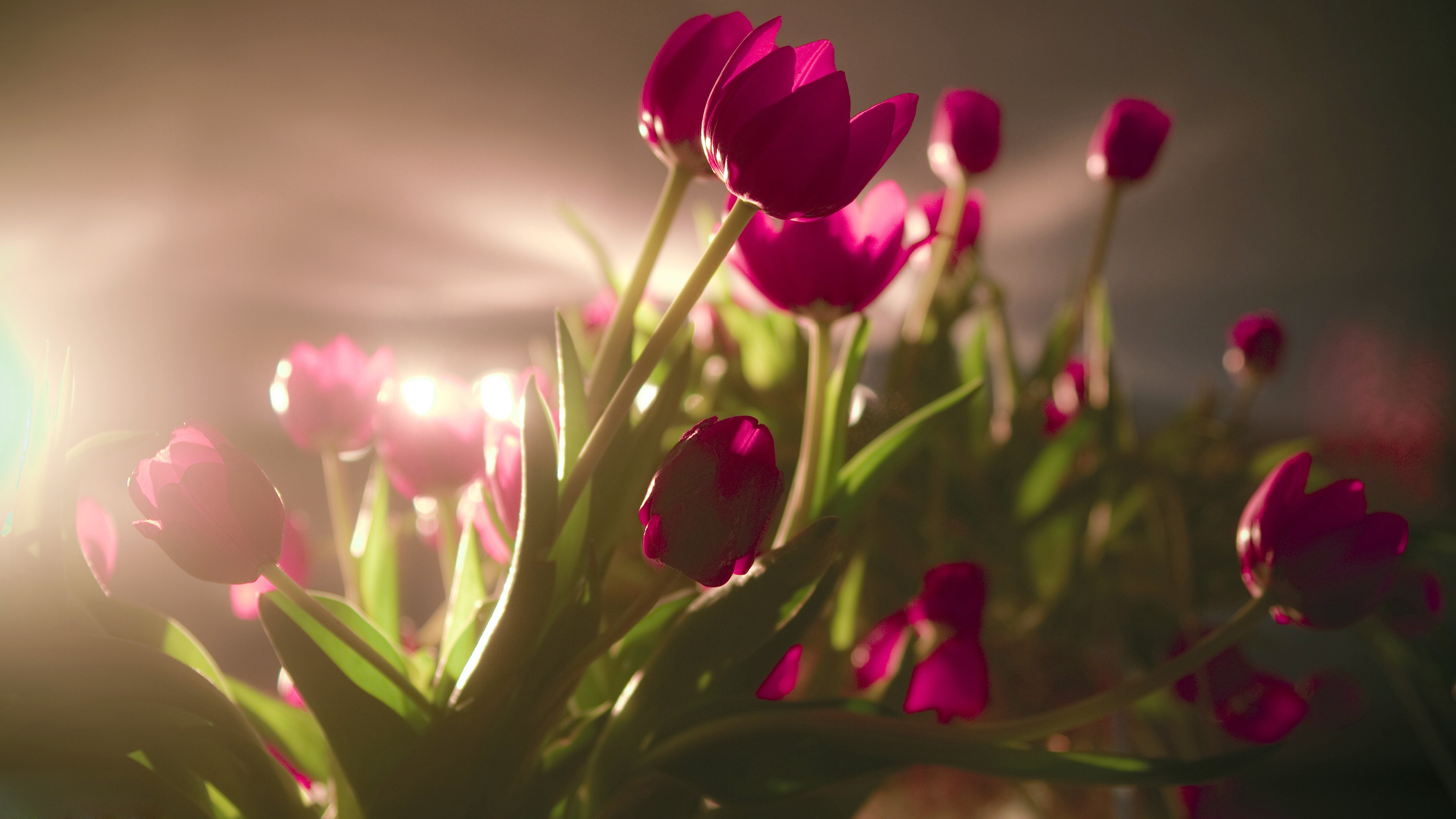 3840x2160 Beautiful Flowers Tulip Hd Wallpapers Images