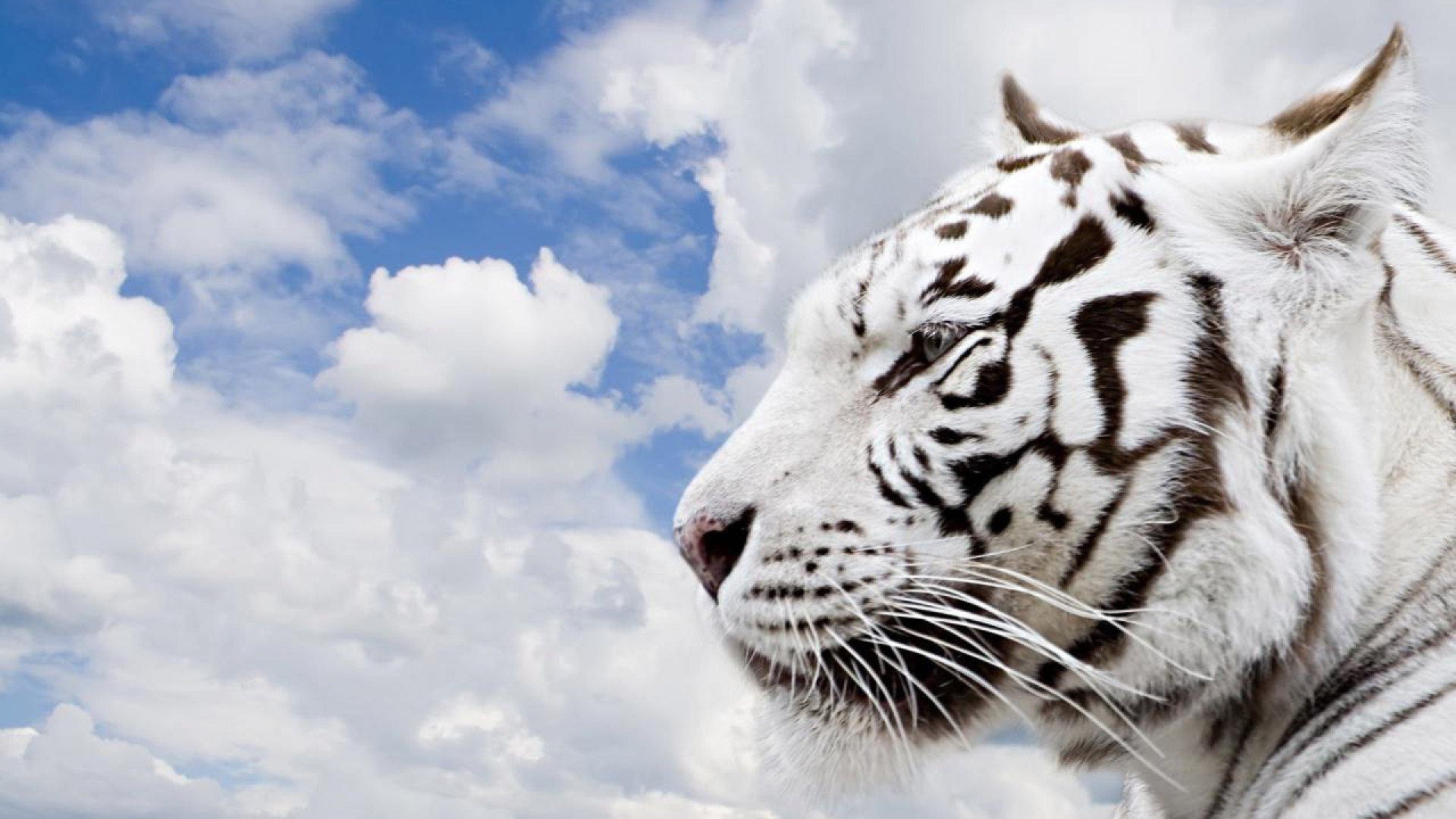 1920x1080 High Resolution White Tiger 1080p Wallpaper Full Size .