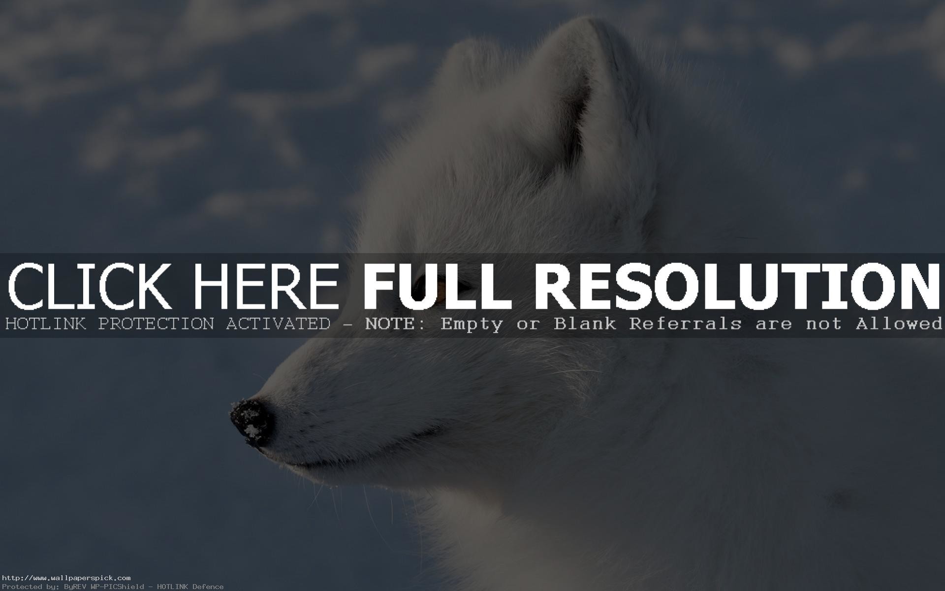 1920x1200 Arctic fox htc one wallpaper Best htc one wallpapers free and 1920Ã1200