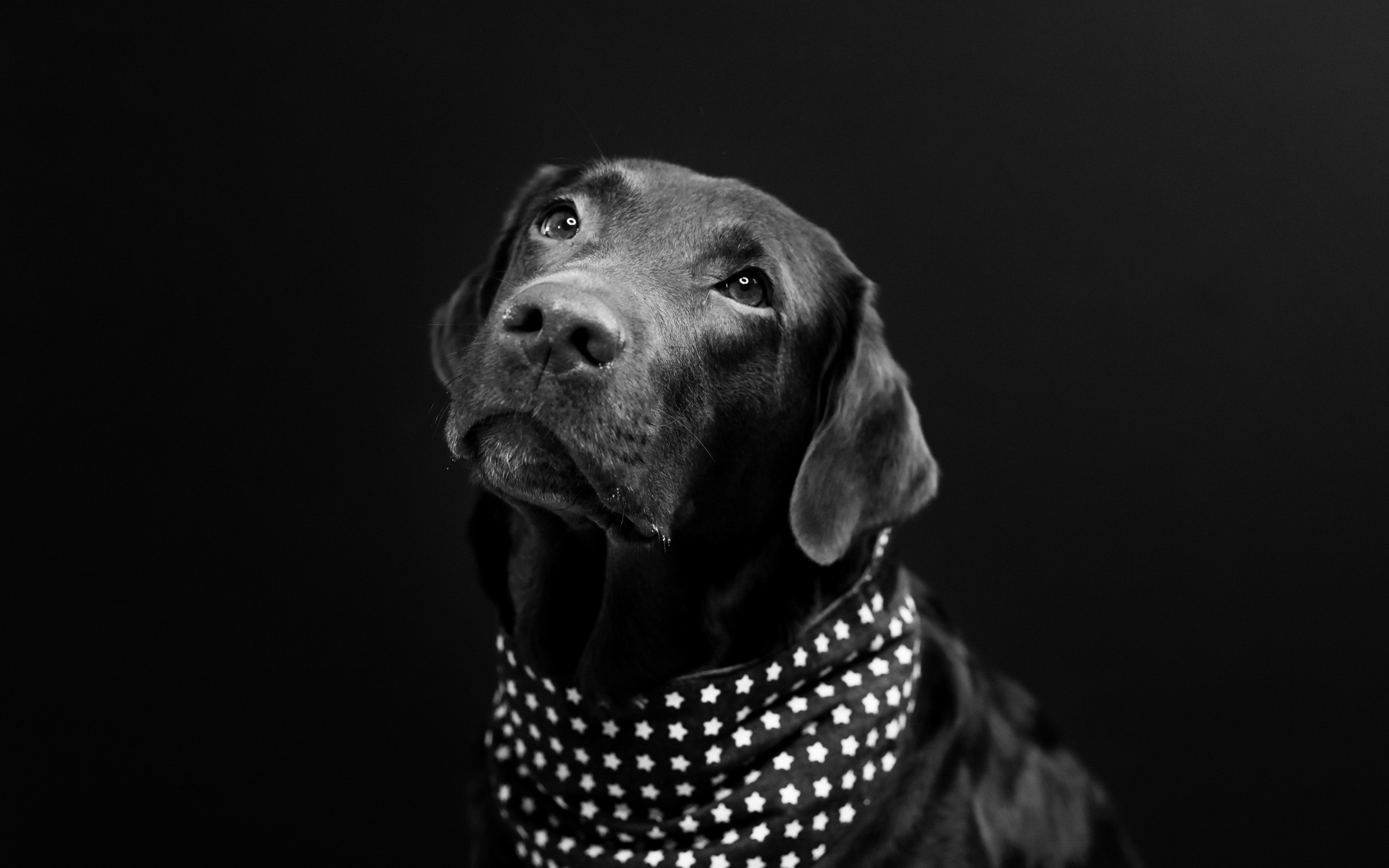 2560x1600 black labrador, pets, retriever, black dog, domestic dog
