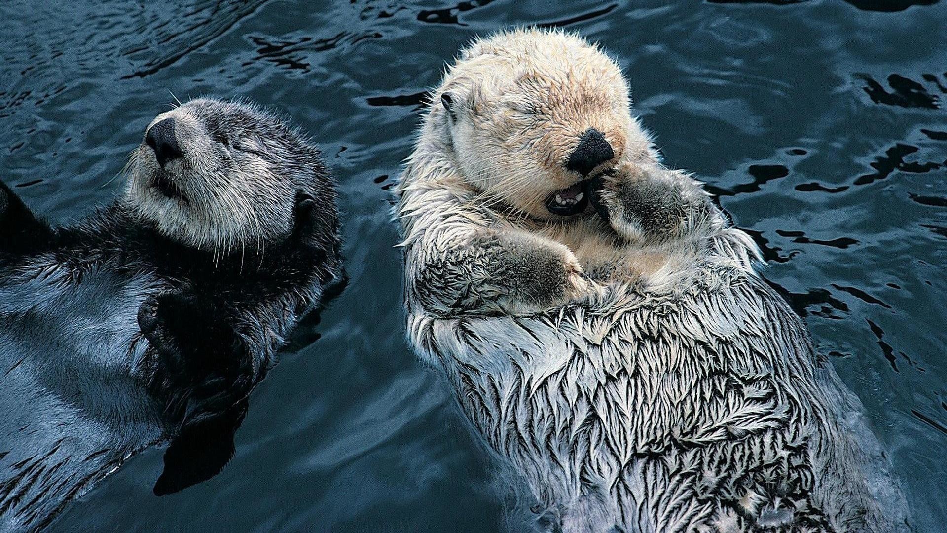 1920x1080 Cute Sea Otter Wallpaper - Viewing Gallery