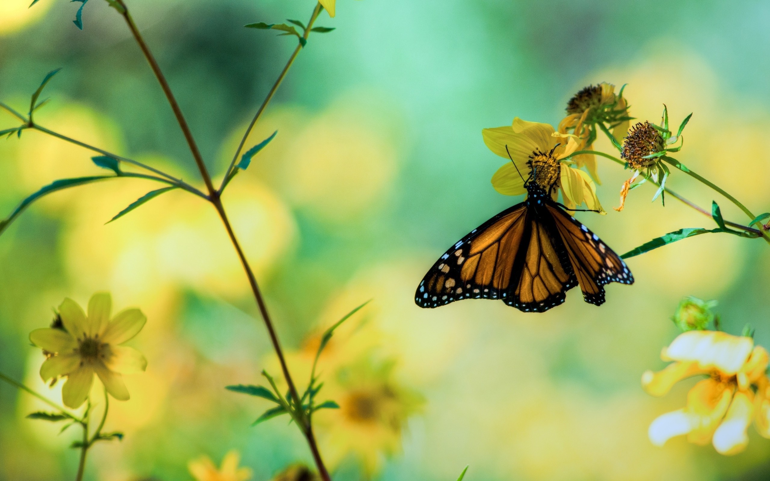 2560x1600 wallpaper.wiki-Beautiful-Butterfly-Perched-on-Flower-Background-