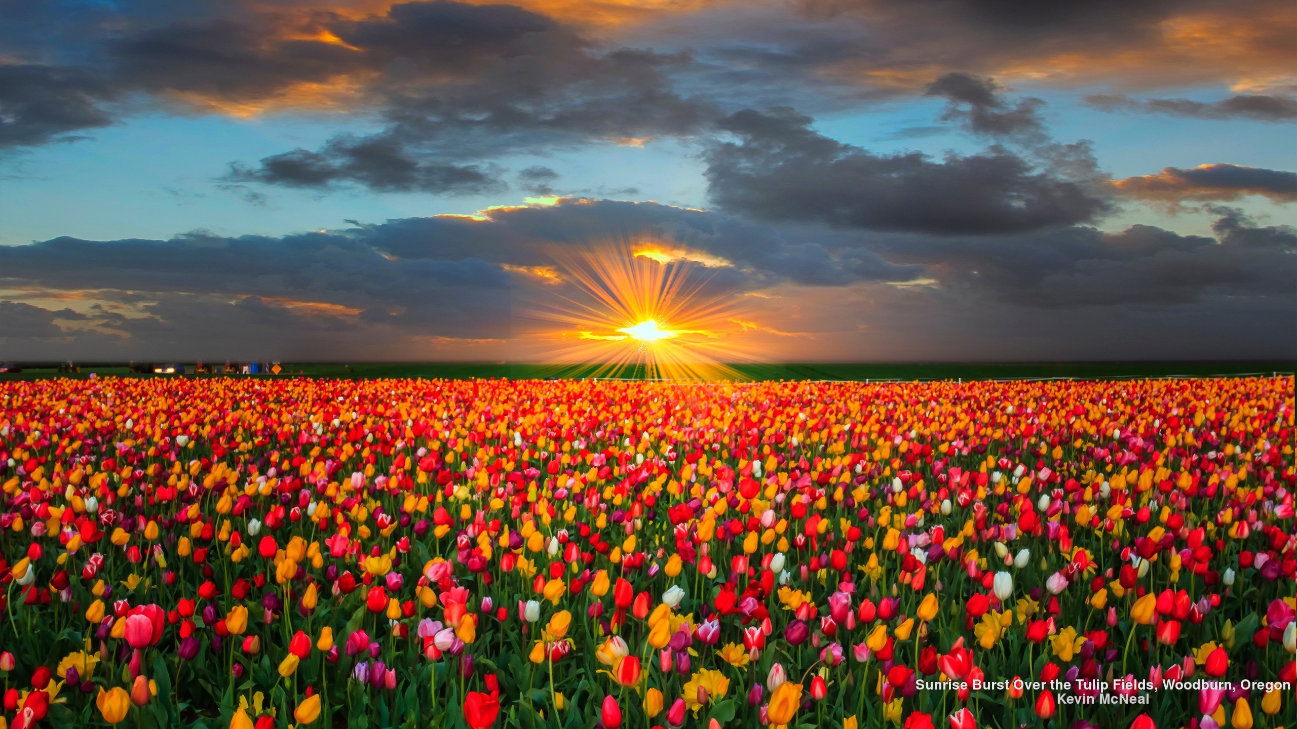 2560x1440 Pink Tulip Field Wallpaper iBackgroundWallpaper Flower Tulip