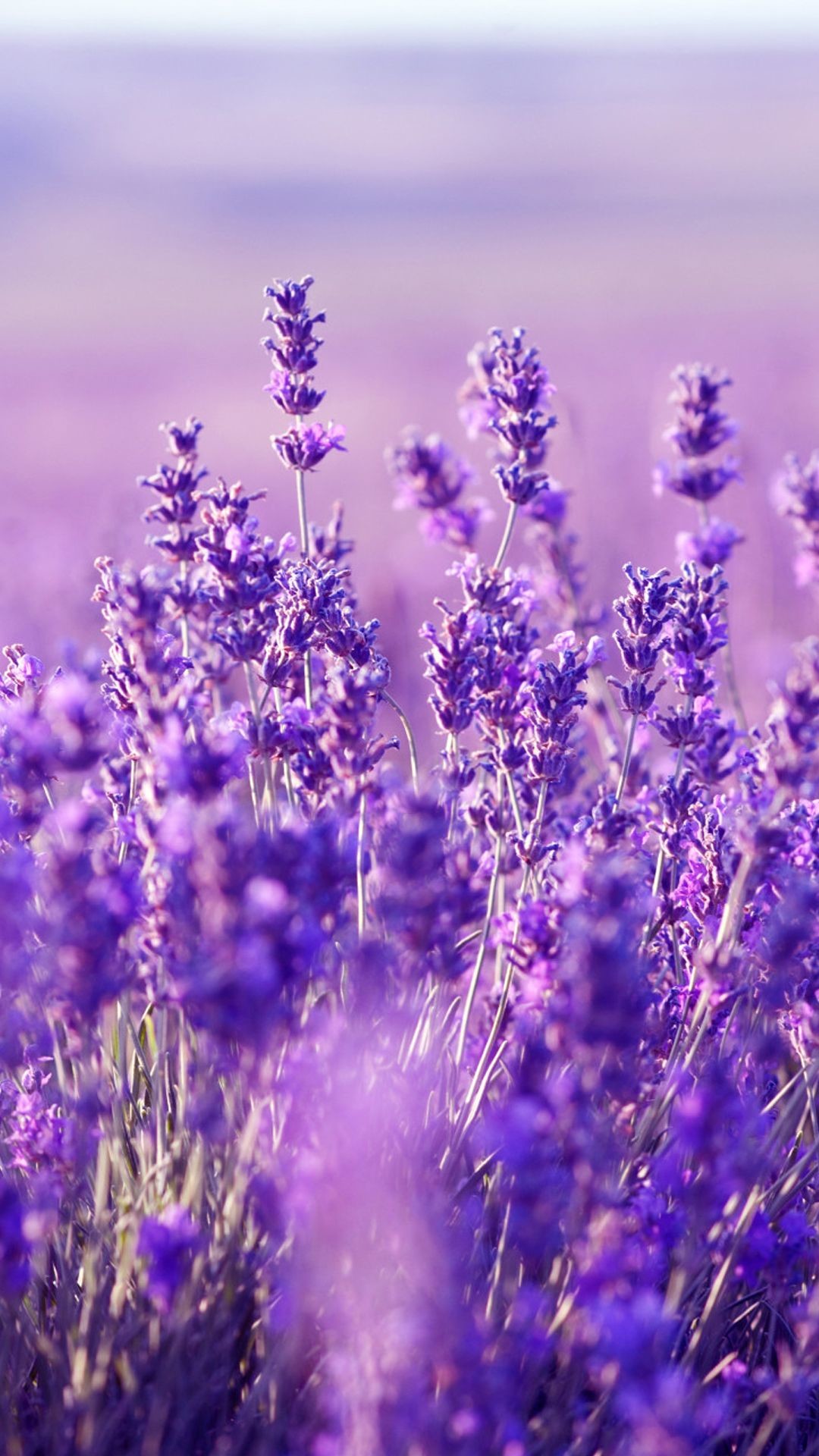 1080x1920 Beautiful Lavender Flowers