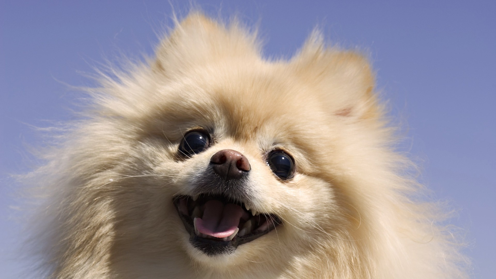 1920x1080 Download Convert View Source. Tagged on : Pomeranian Dog Cool Wallpaper ...