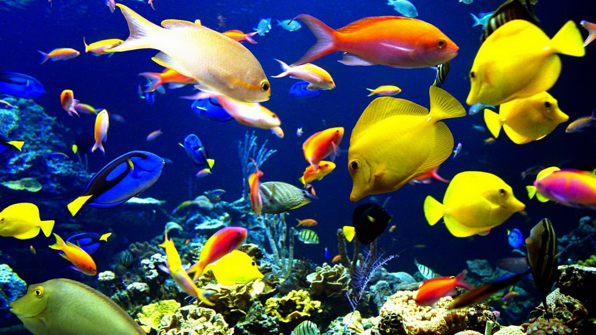 1920x1080 Nature animals sealife tropical fishes color underwater sea ocean coral  reef wallpaper |  | 27888