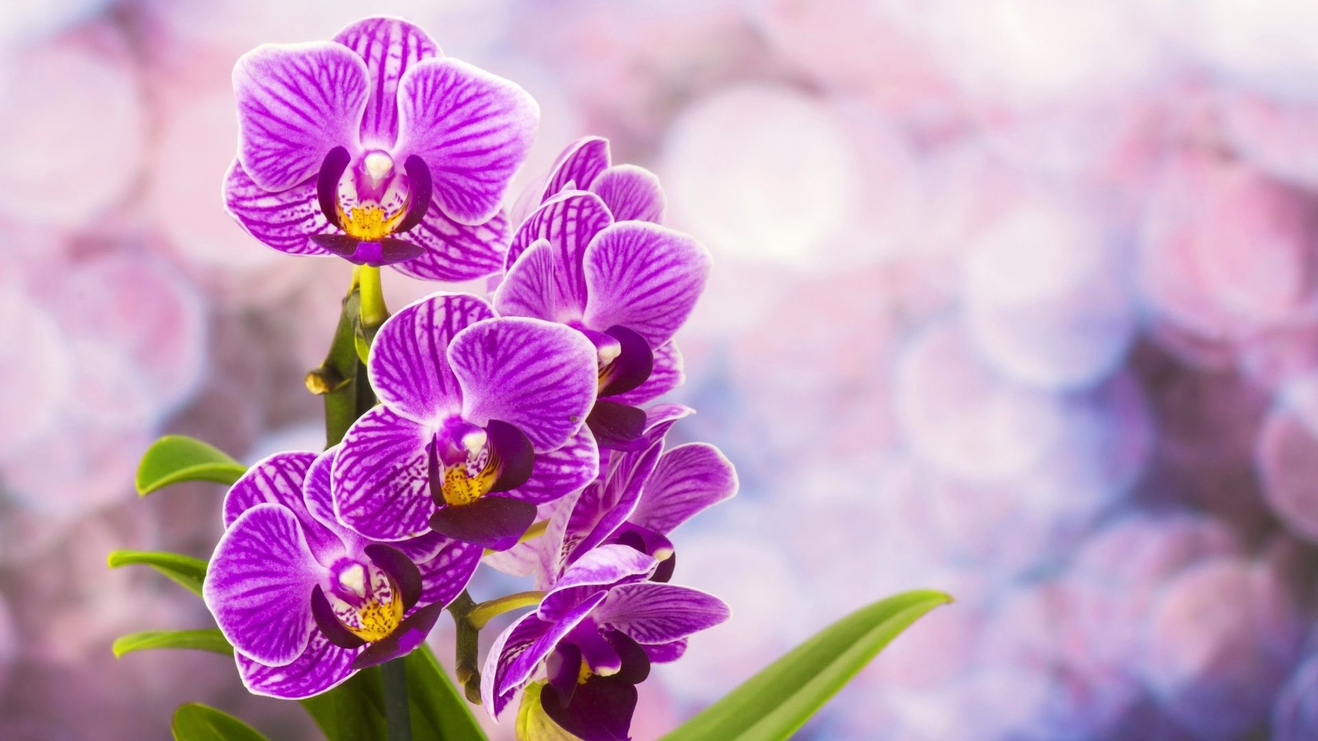 1920x1080 #882288 Color - Lovely Beautiful Pretty Purple Flowers Orchids Desktop  Wallpaper Flower Garden for HD