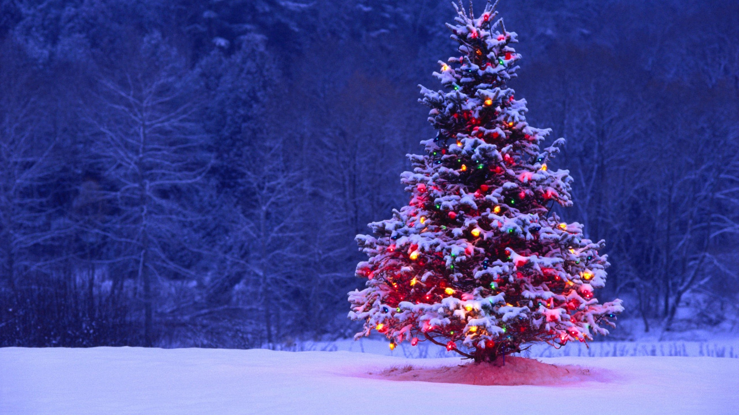 2560x1440 Christmas Tree Lights Snow Forest Holiday Desktop Wallpaper Uploaded by  DesktopWalls