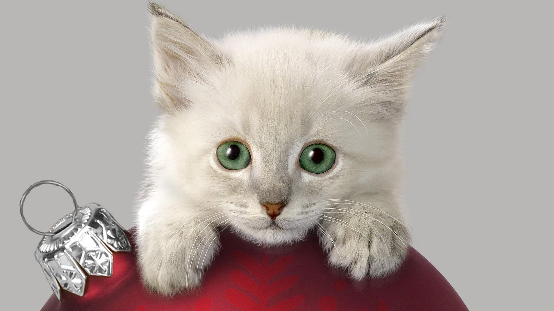 1920x1080 White Cat On Top Of A Christmas Bauble