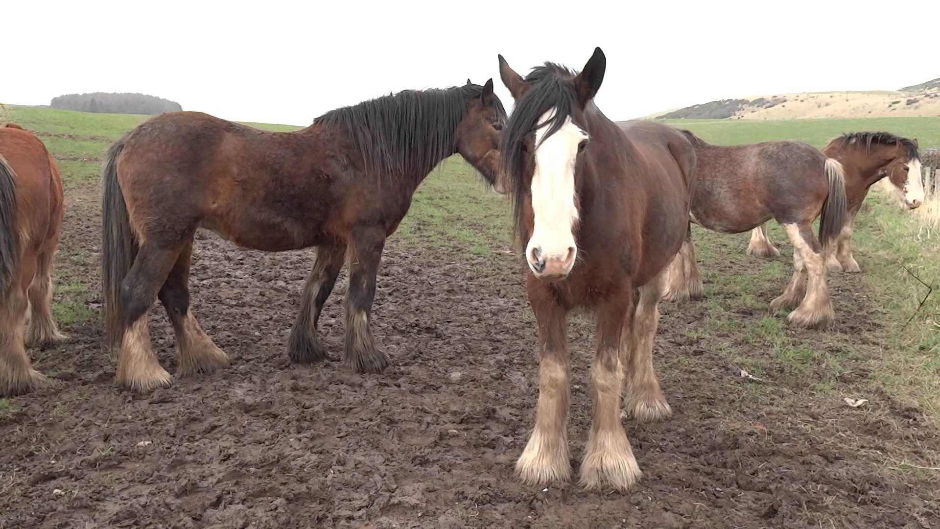 1920x1080 Clydesdale Horses Field North Fife Scotland