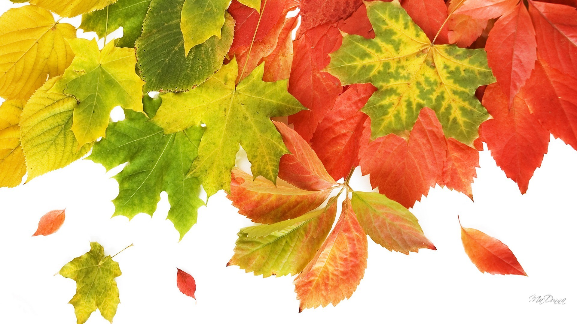 1920x1080 #DDCC22 Color - Bright Maple Green Trees Orange Leaves Fall Falling Autumn  Wallpaper HD for