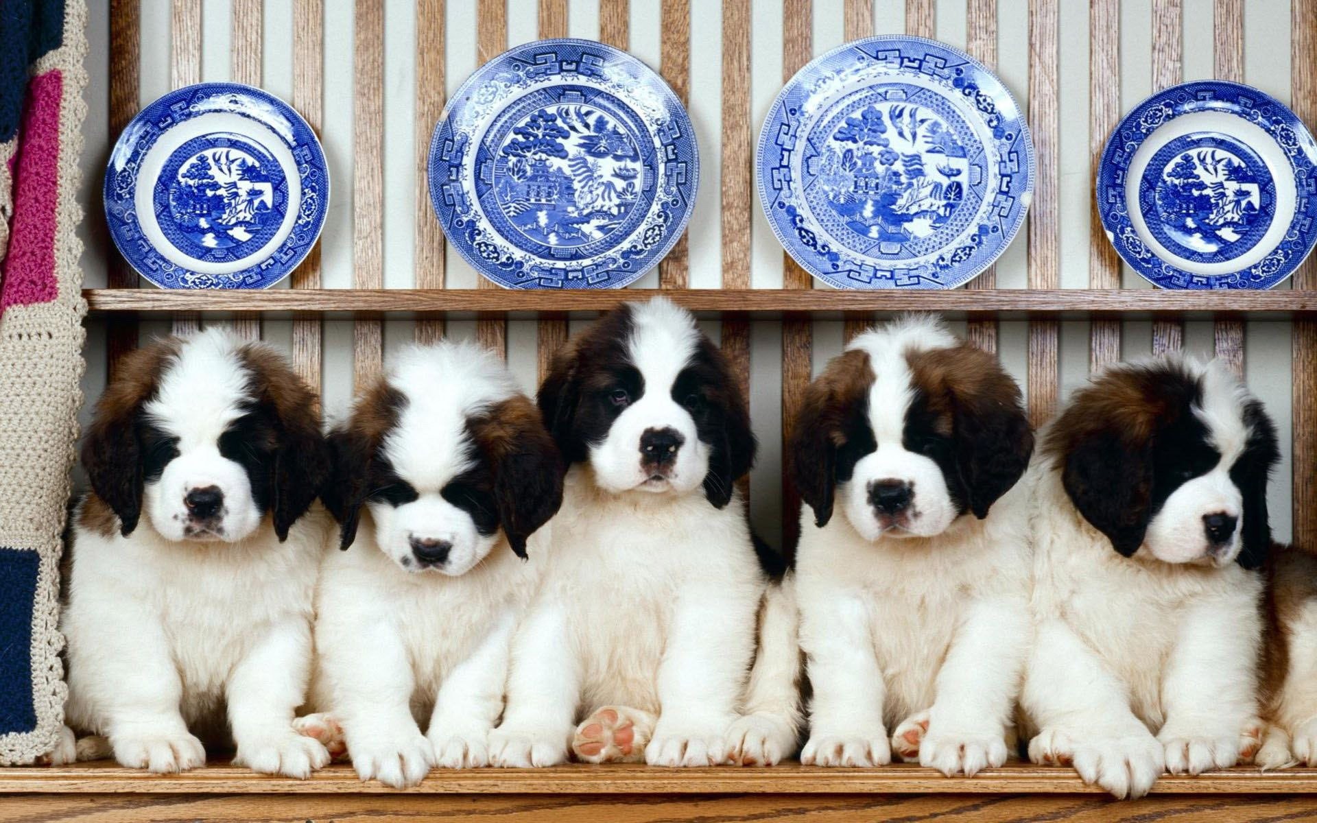 1920x1200 Adorable Saint Bernard Puppies