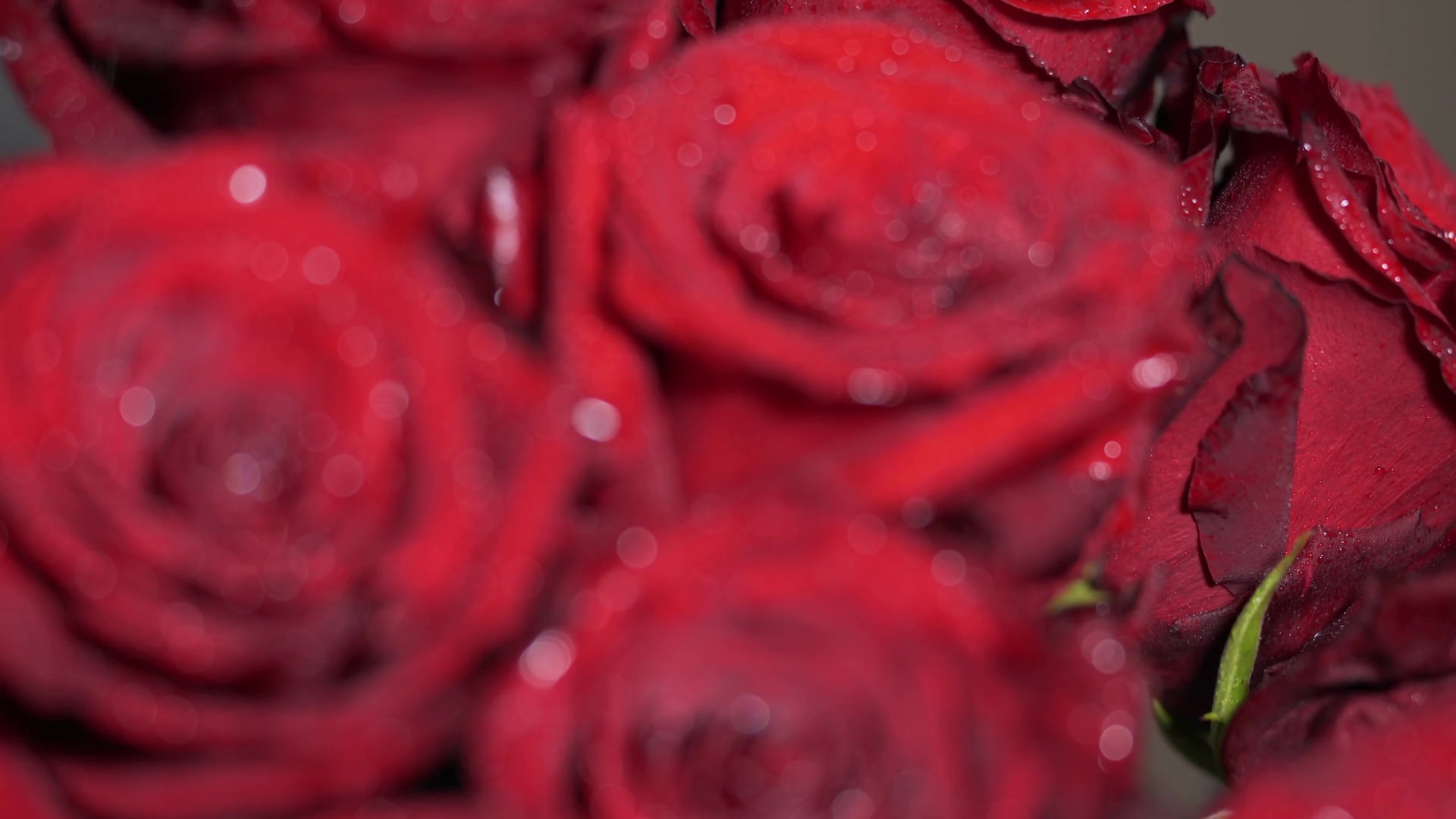 1920x1080 Red roses bunch flowers bouquet background. Red rose bud focus motion  movement. Water drops