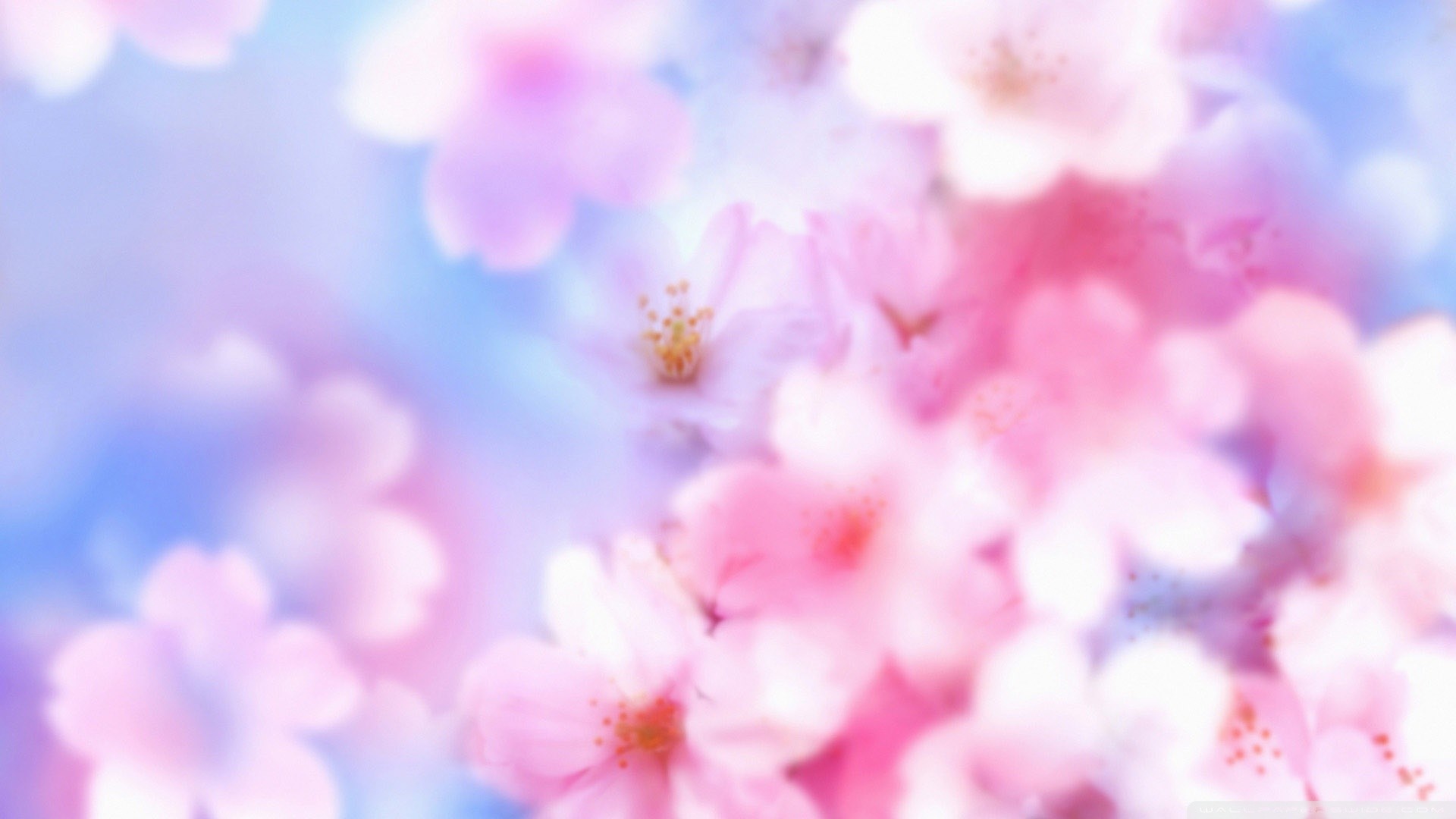 1920x1080 Resolution:  px Size: 347 KB. cute spring wallpaper #737102