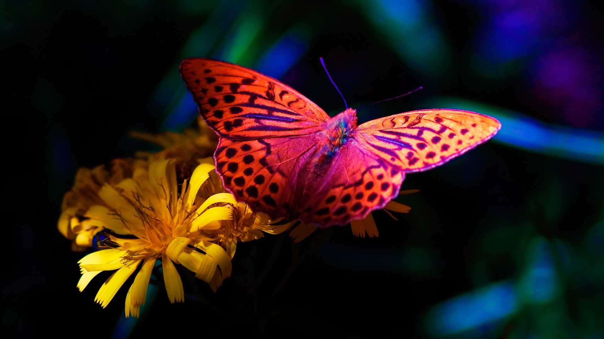 1920x1080 thank you image Color Butterfly Fullscreen