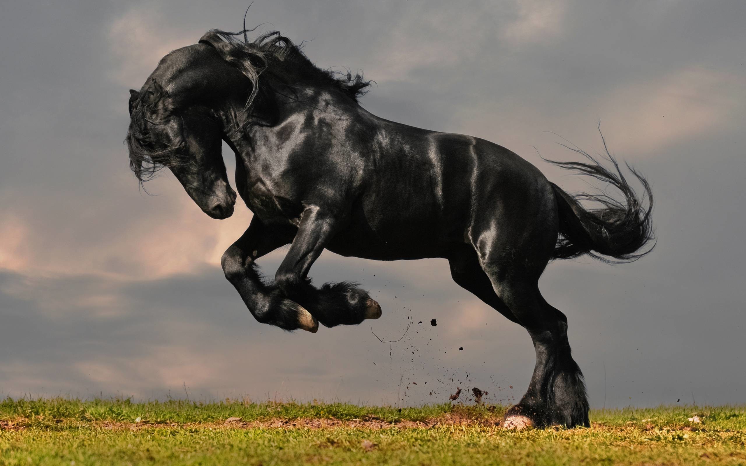 2560x1600 Black Horse HD Wallpapers | Download Black Horse Images | Cool .