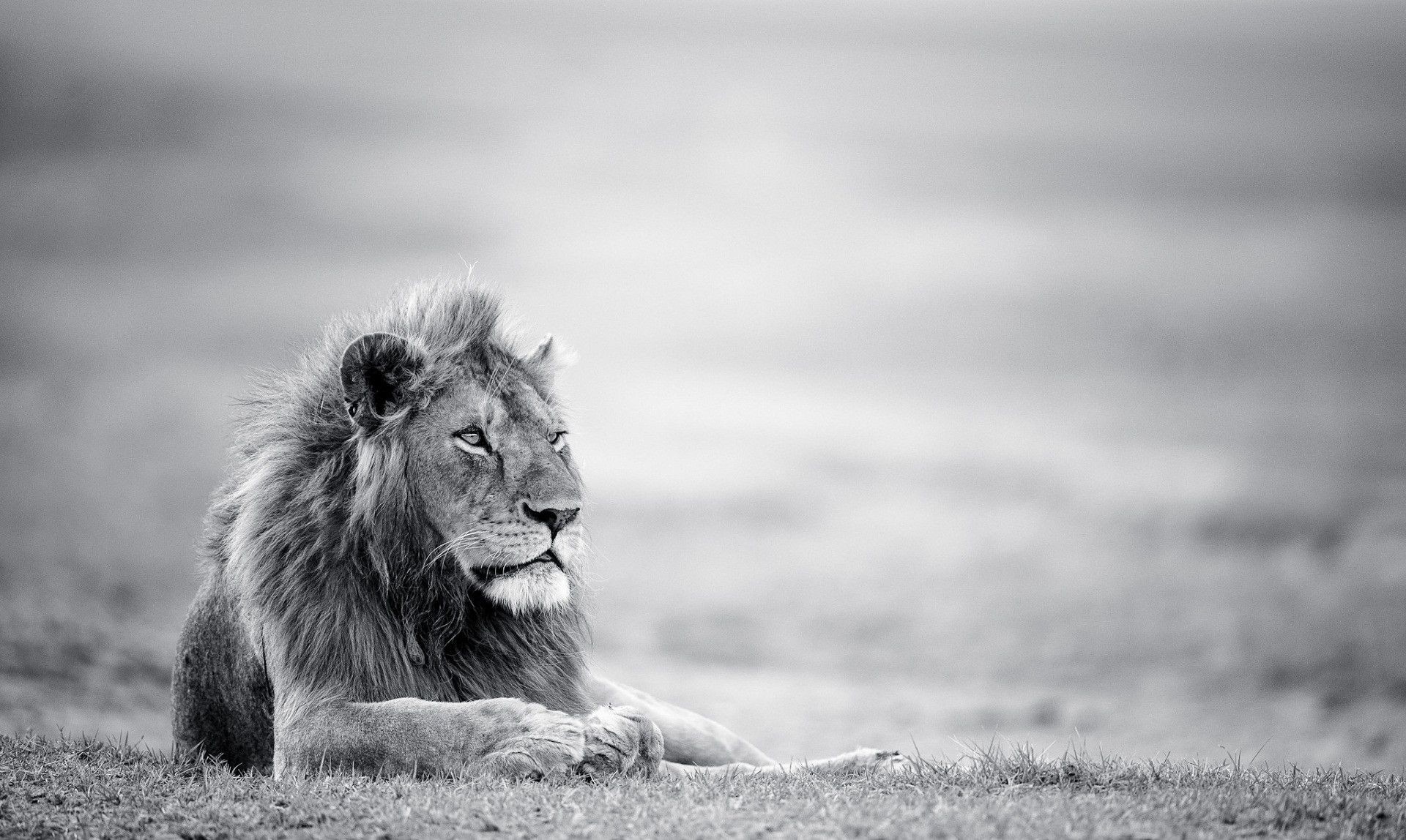 1920x1148 Lion Black And White Wallpaper Background