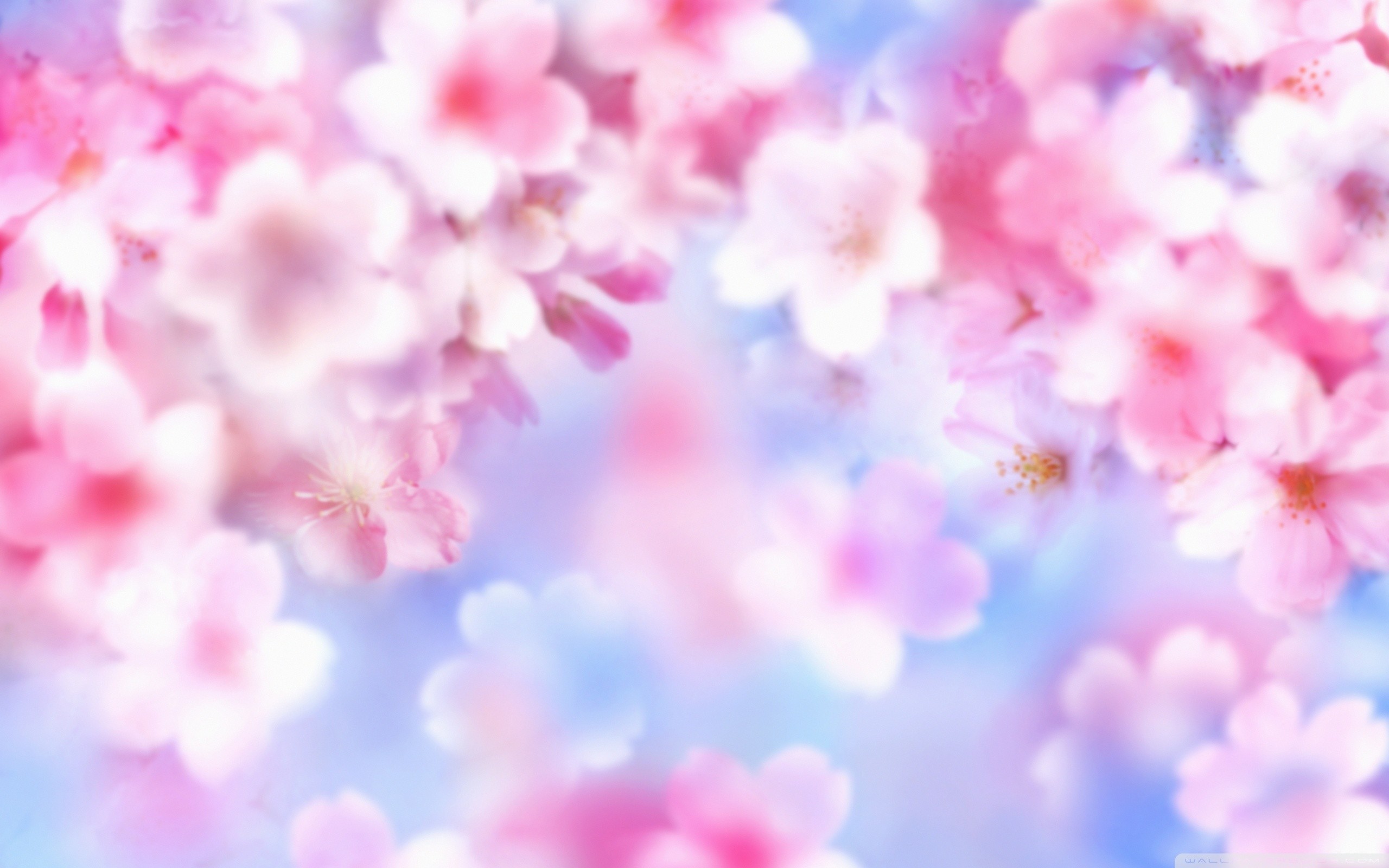 2560x1600 ... pink blossom background hd desktop wallpaper high definition