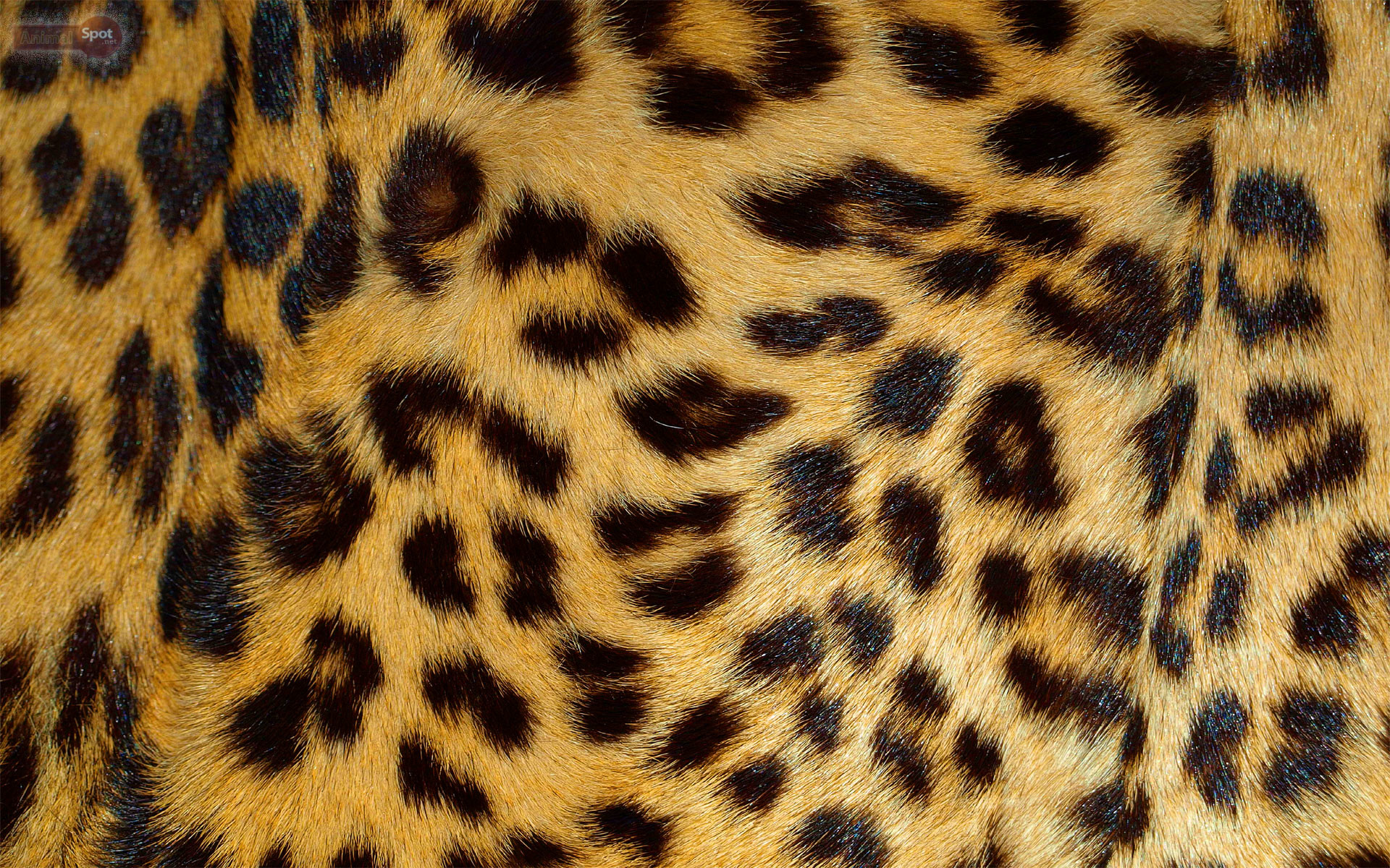 1920x1200 Best Leopard Wallpapers and Backgrounds
