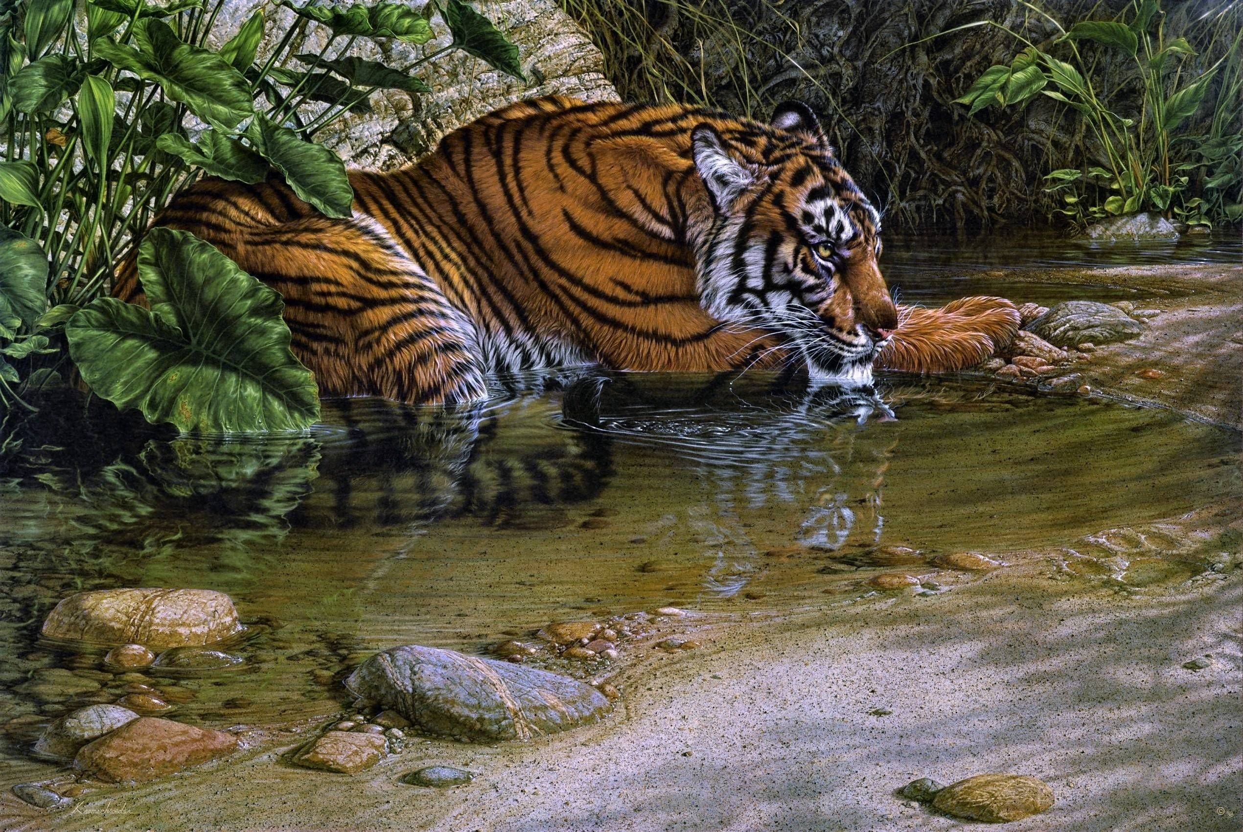 Jungle Animal Wallpaper 49 Images 