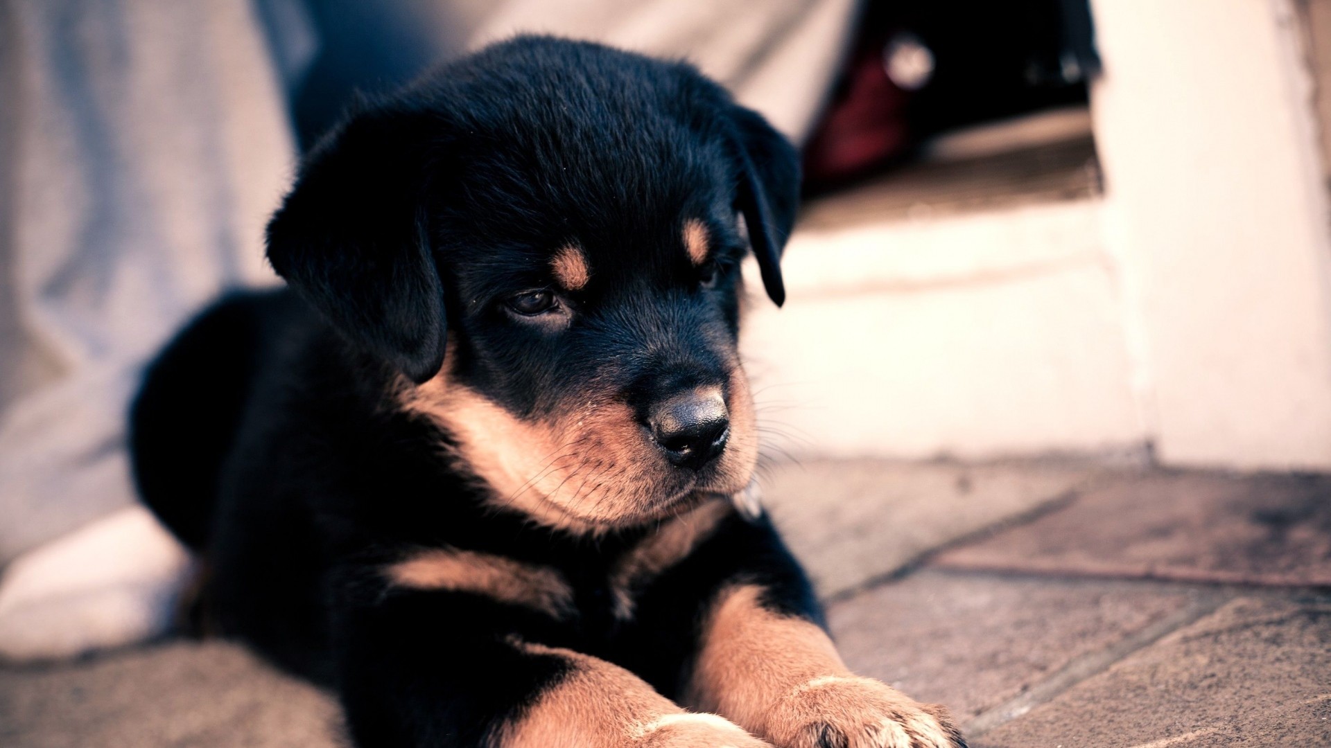 1920x1080 Preview wallpaper puppy, rottweiler, cute, baby 