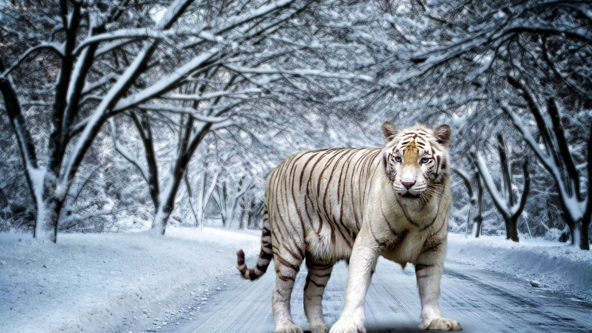 1920x1080 white tiger high definition backgrounds hd desktop wallpapers cool free  