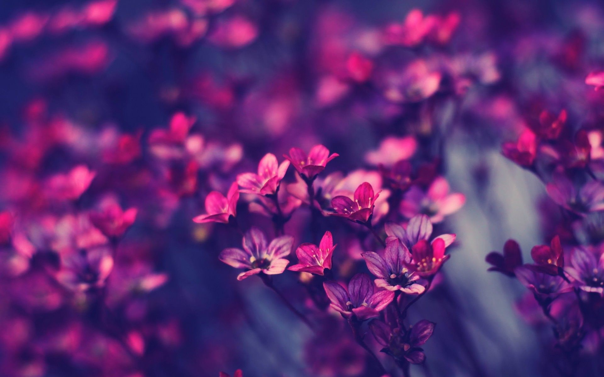 1920x1200 Free Wallpaper Little Purple Flowers Nature Download Mobile