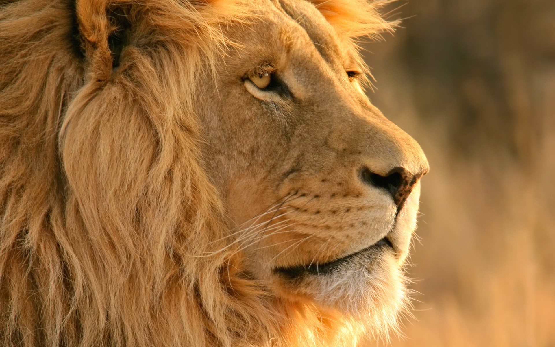 1920x1200 Lion Face | Video Pictures Gallery