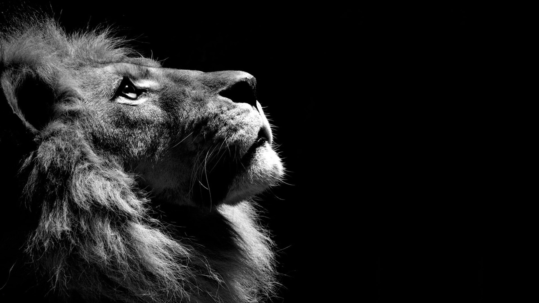 2048x1152 lion-black-and-white.jpg