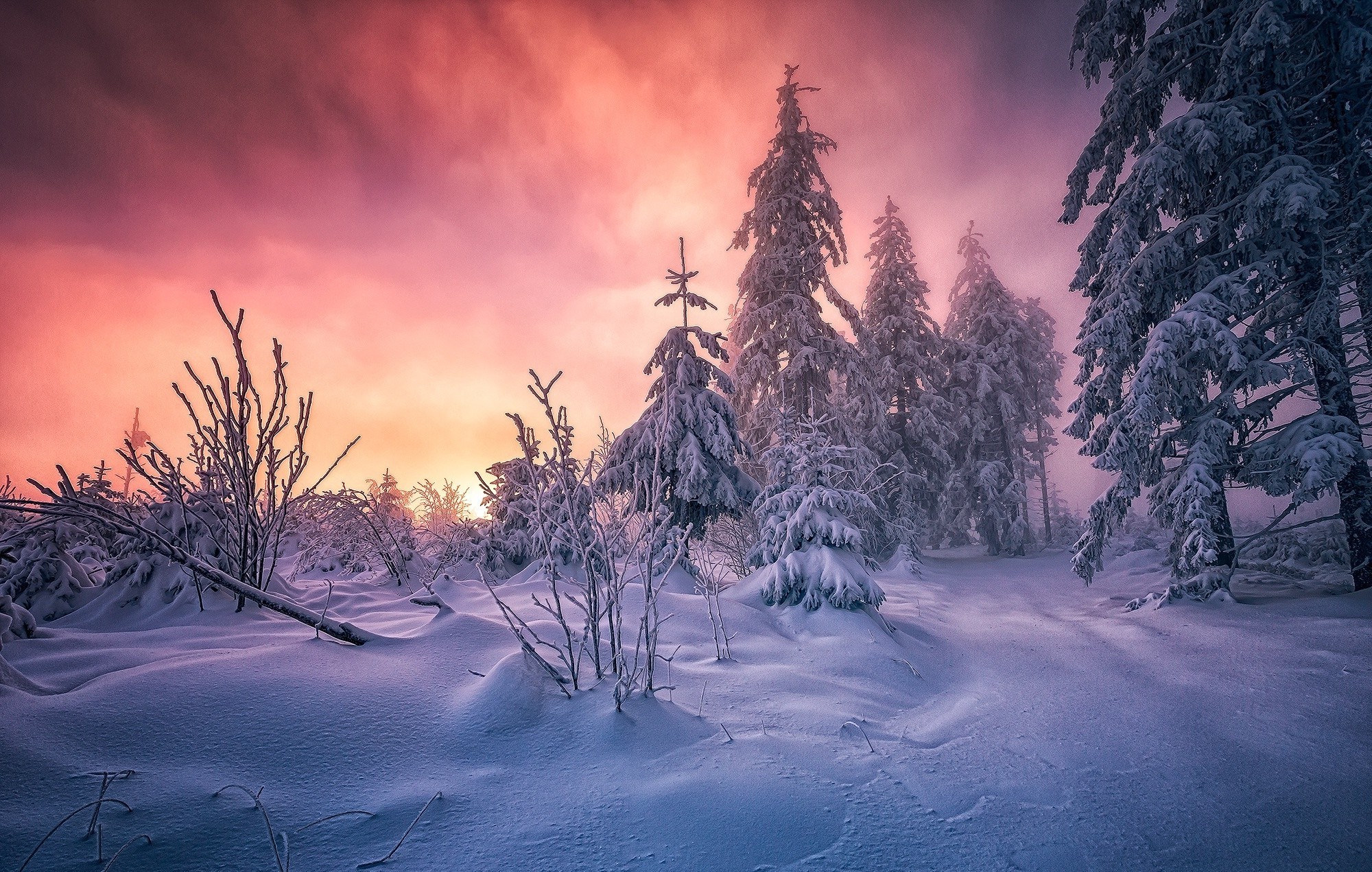 2000x1271 forest, Winter, Sunrise, Germany, Snow, Trees, Cold, Clouds, Path, White,  Yellow, Pink, Nature, Landscape Wallpapers HD / Desktop and Mobile  Backgrounds