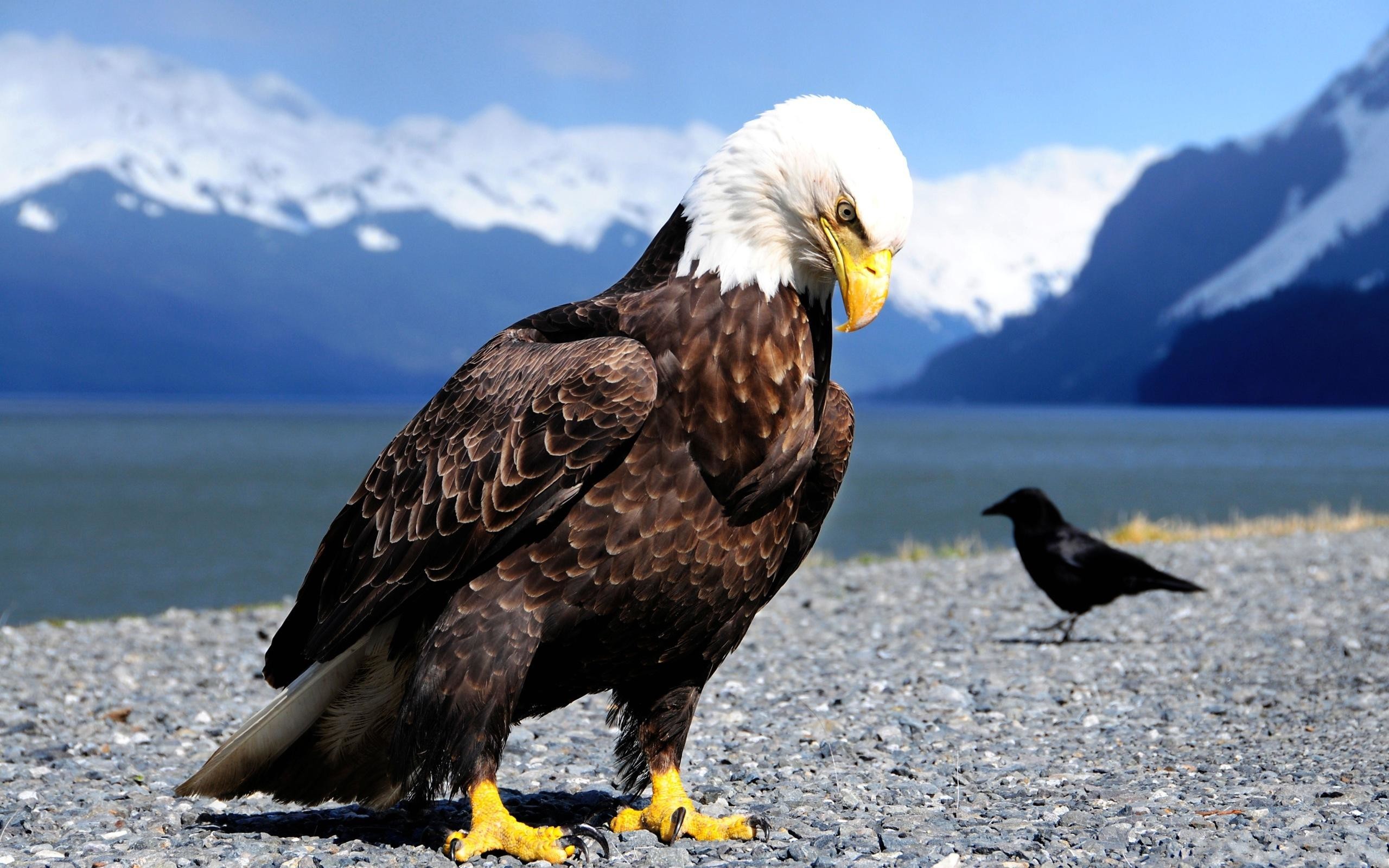 2560x1600 1920x1440 Eagle Wallpapers, Download Eagle HD Wallpapers for Free,  GuoGuiyan 1920Ã—1440 Eagle Wallpapers Free Download (64 Wallpapers) |  Adorable Wallpapers