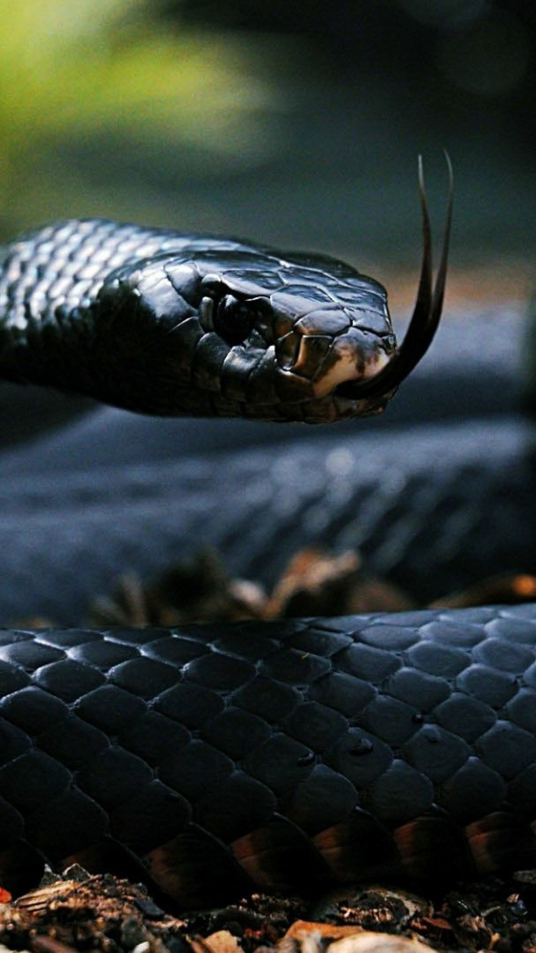1080x1920 2322x1434 Animal - Red-Bellied Black Snake Snake Wallpaper
