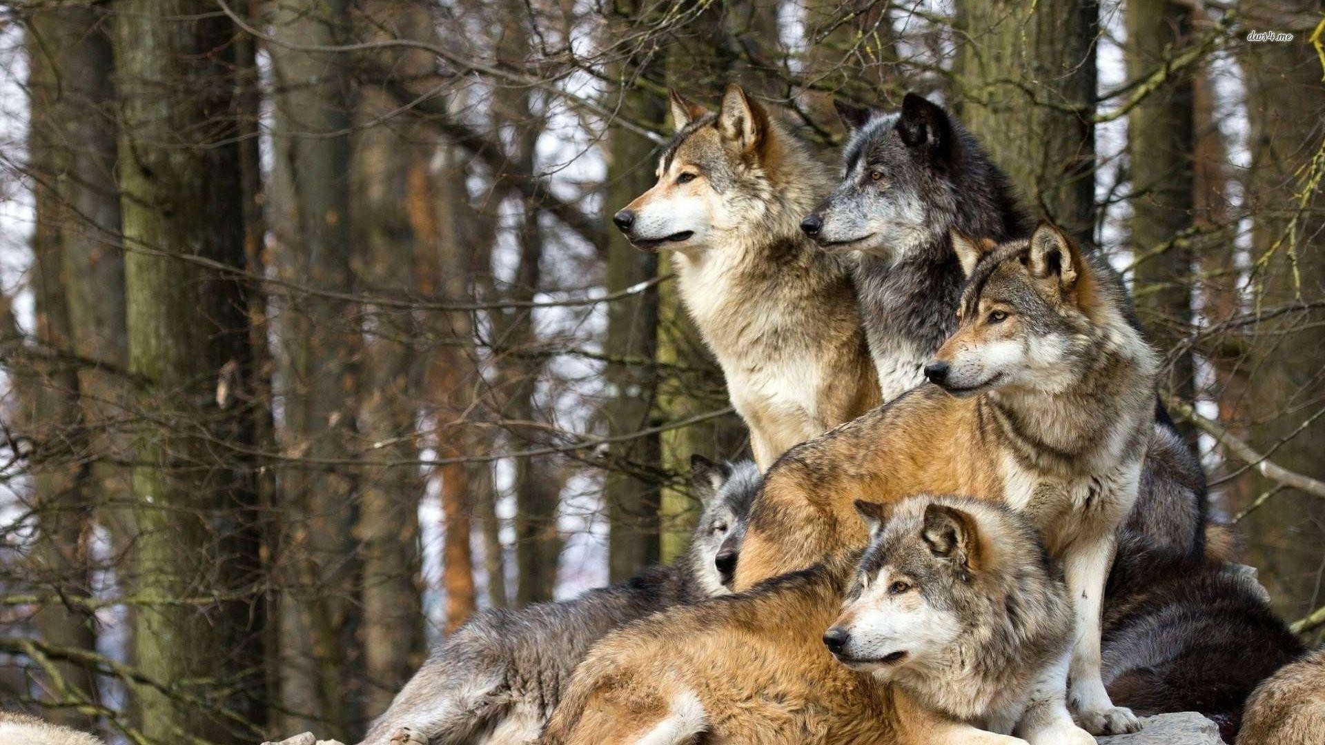 Pack Of Wolves Wallpaper